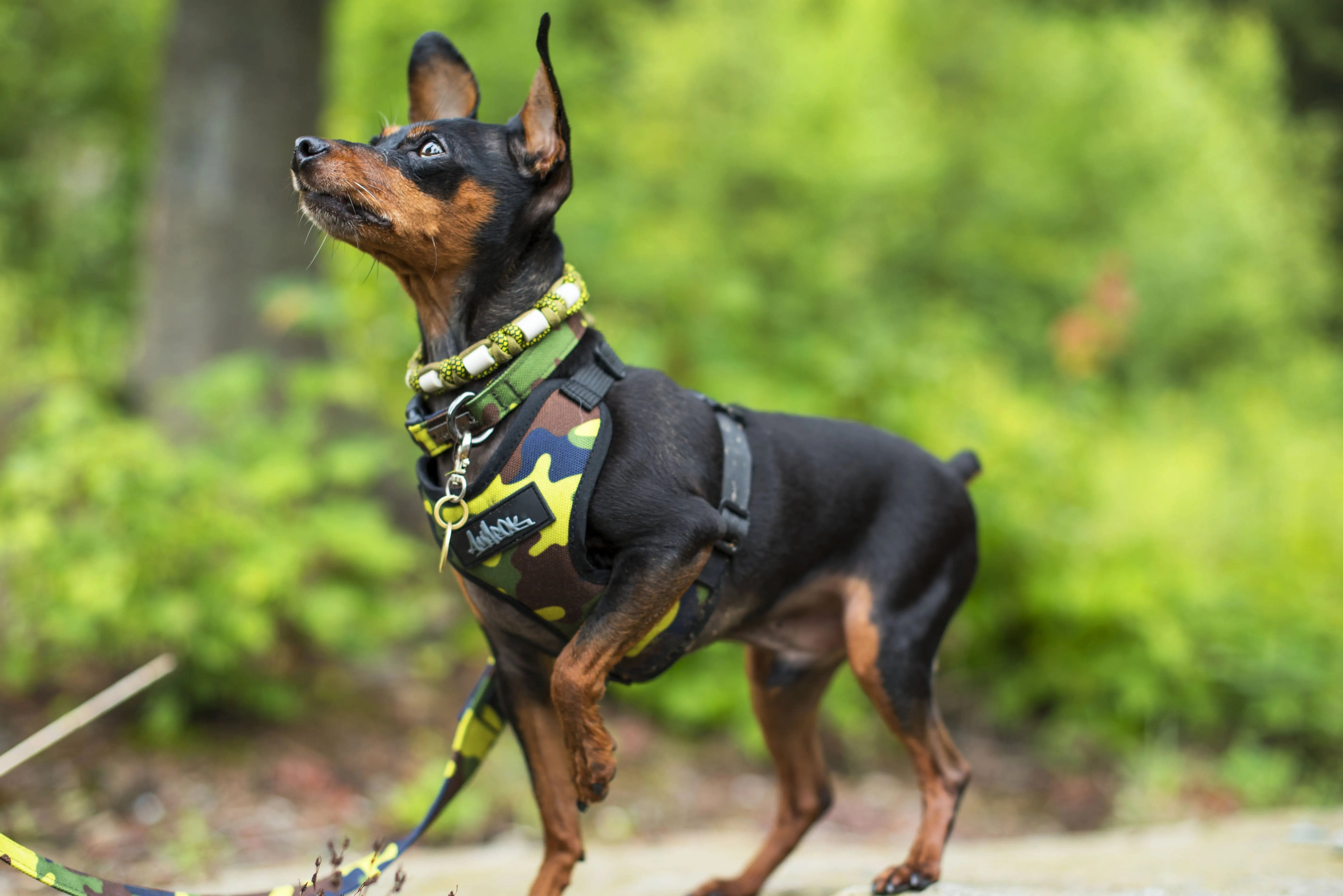 Petit chien portant un harnais Amarok lors d’une promenade en forest