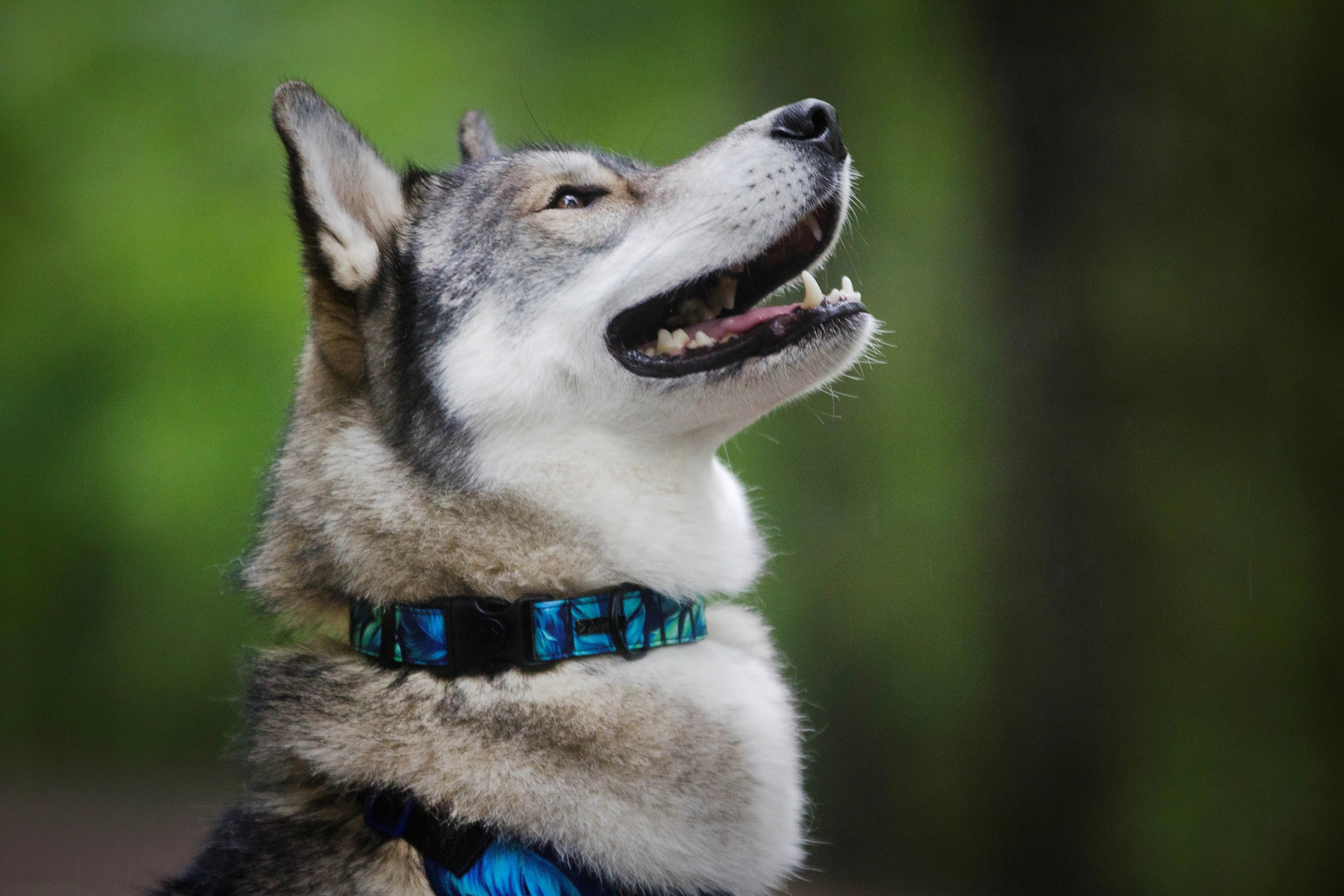 Happy husky dog wearing a dog collar. Perfect for outdoor