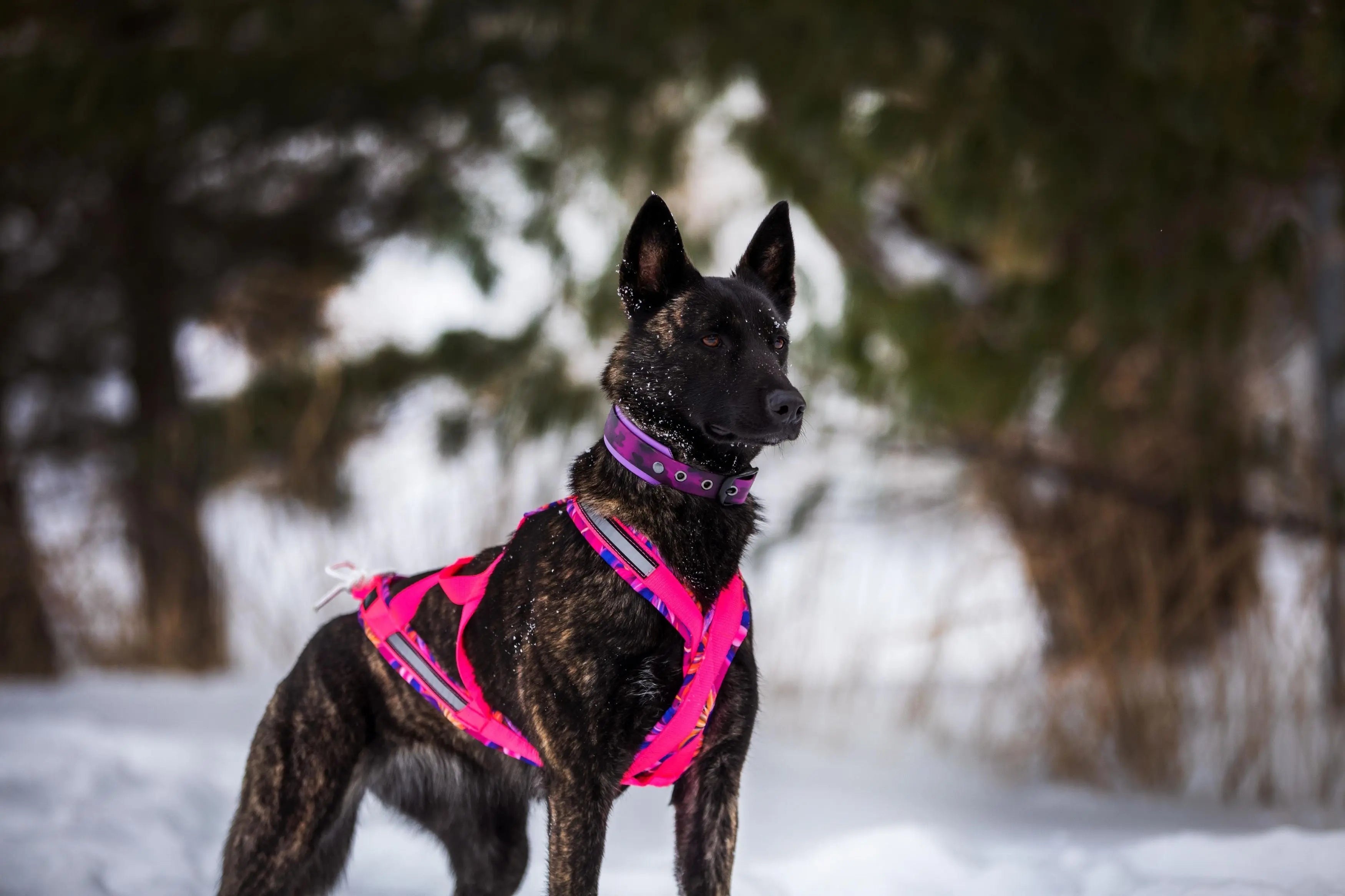 Harnais de traction pour chien