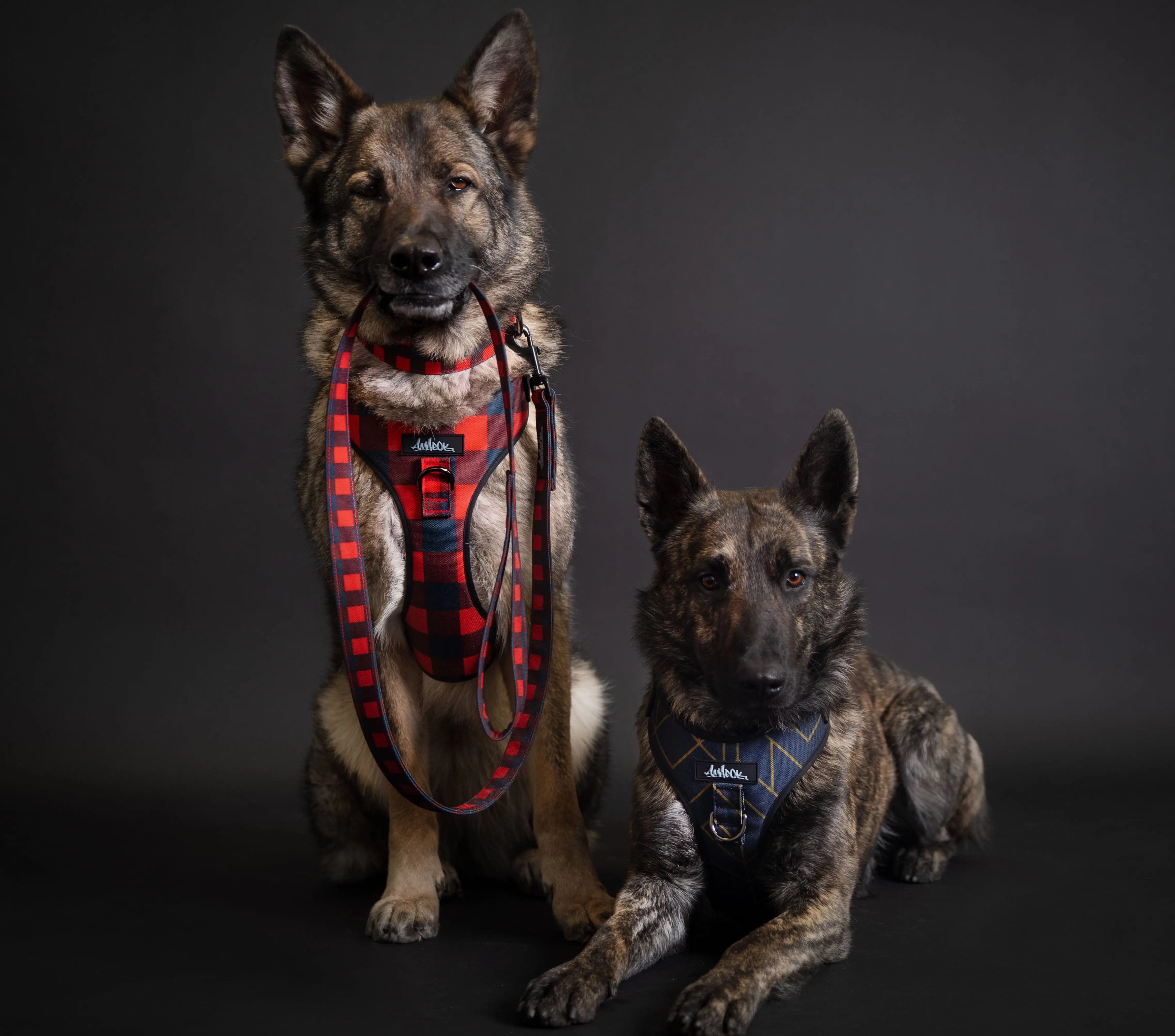 Harnais pour chien - Bûcheron Amarok