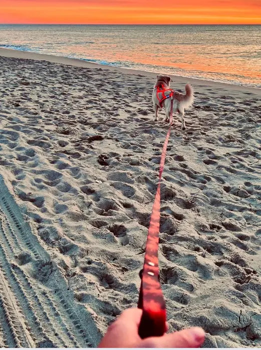 Laisse et longe imperméable - Sahara Amarok