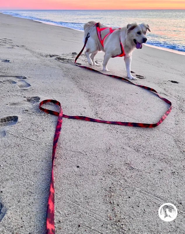 Laisse et longe imperméable - Sahara Amarok