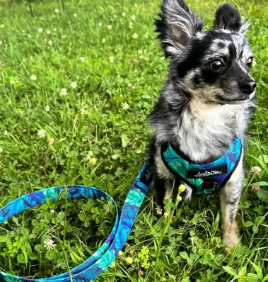 Petit chien portant le harnais et la laisse Hawaïen dans l’herbe. Small dog wearing the Hawaiian harness and leash in the grass.