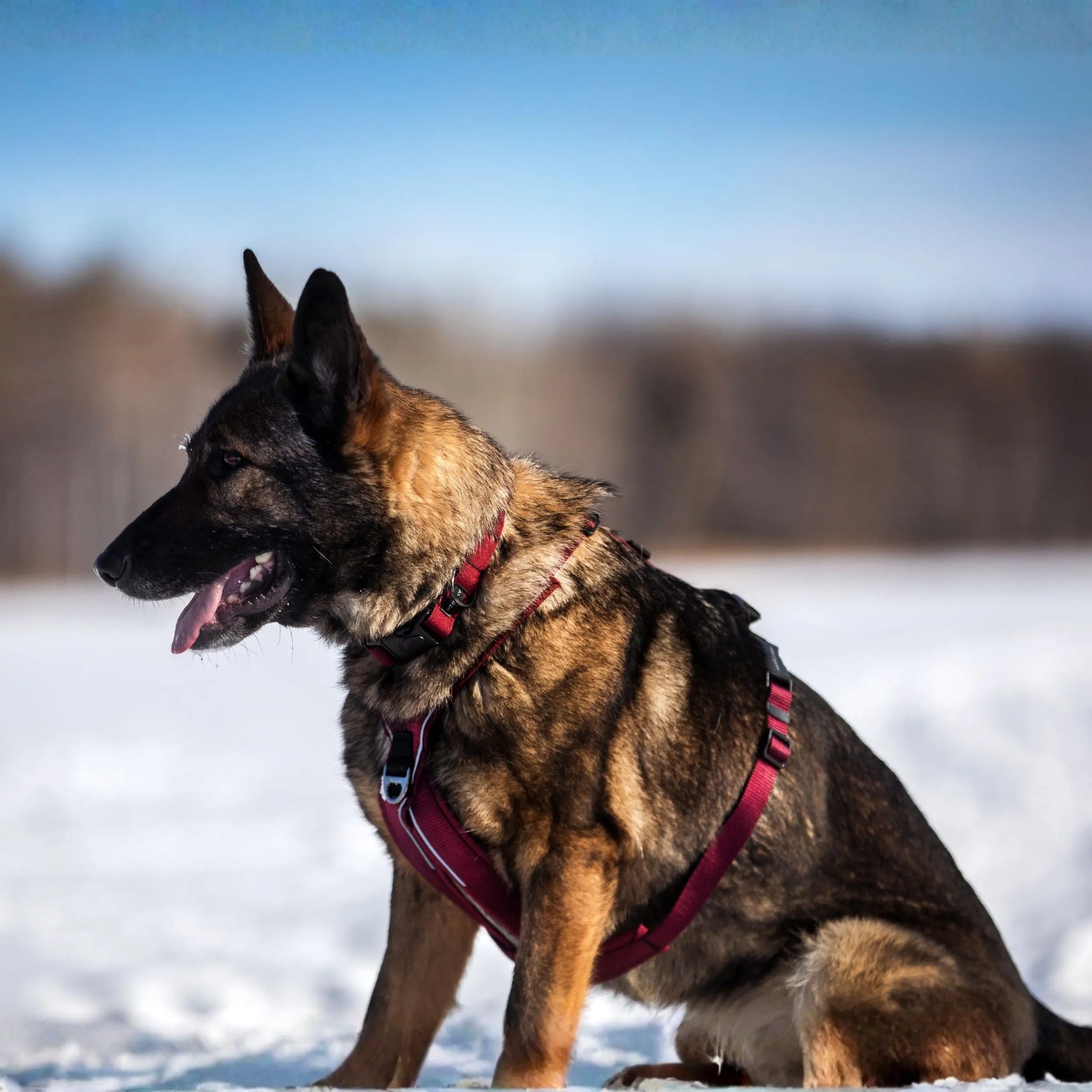 Harnais pour chien Odyssé Chambertin Amarok
