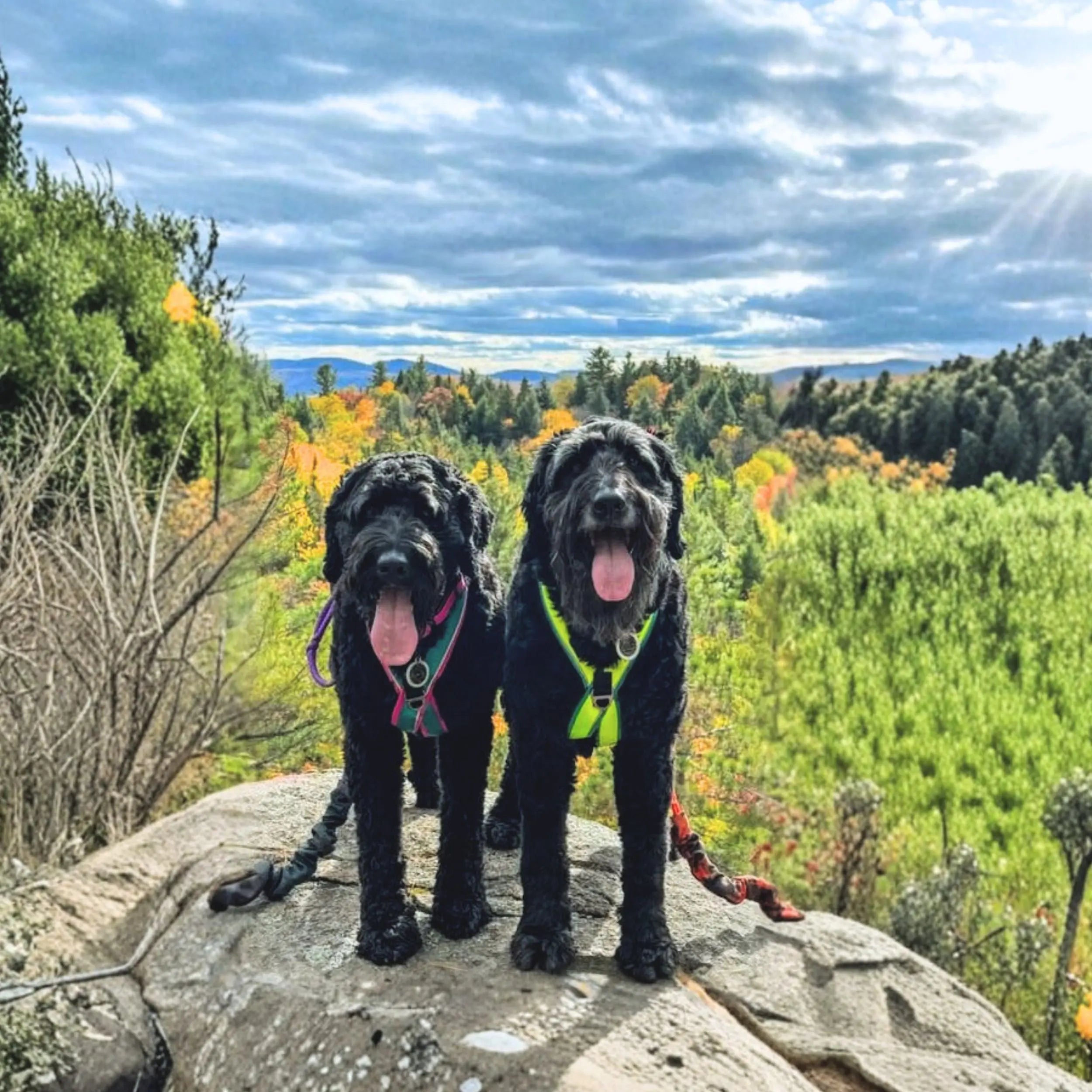 Harnais pour chien Odyssé Harmonie Amarok