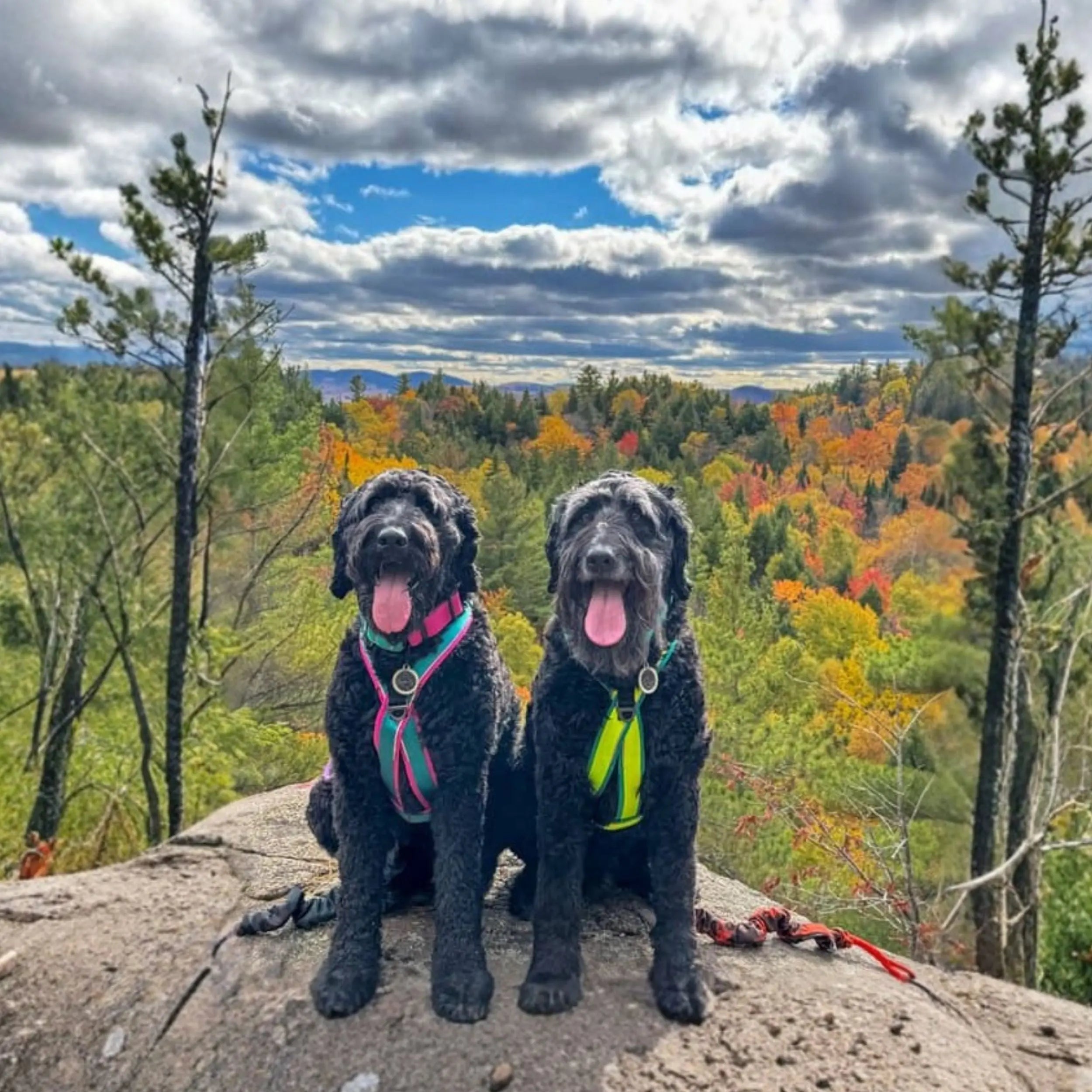 Harnais pour chien Odyssé Harmonie Amarok