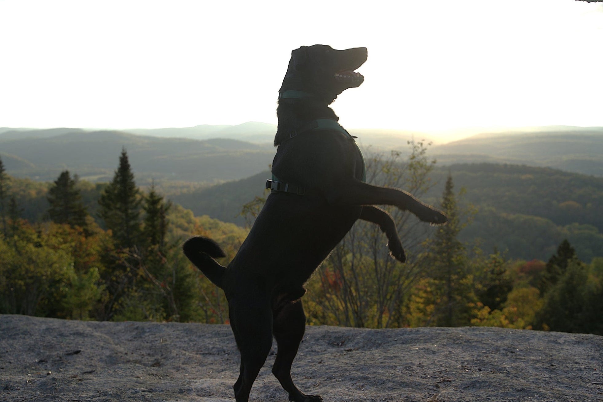 Un chien noir portant un harnais pour chien idéal pour la randonnée. Le chien est sur le sommet d'une montagne lors d'une randonnée
