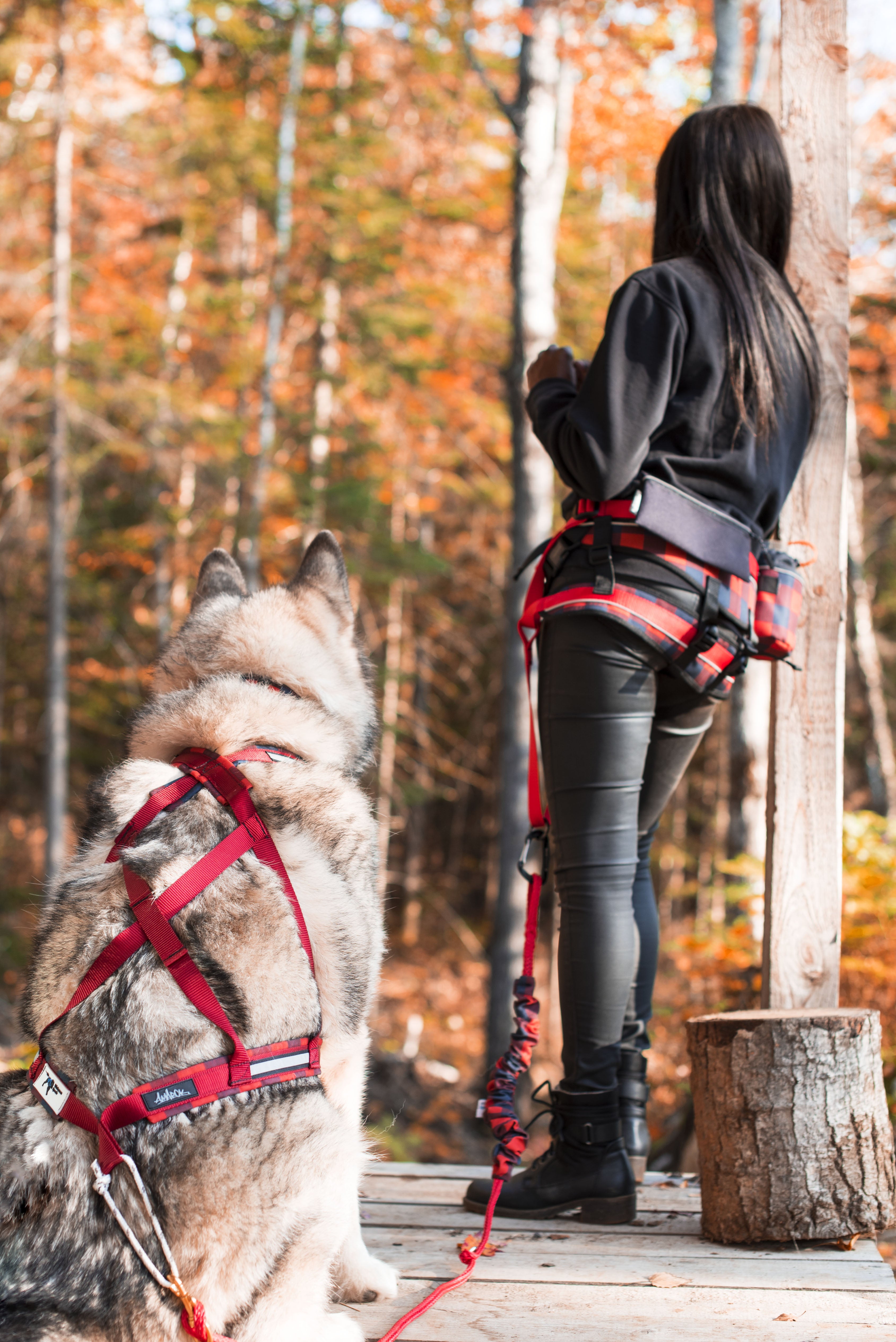 Femme pratiquant le canicross avec son chien équipé d’un harnais de traction Amarok et d’une ceinture avec laisse bungee lors d’une course automnale