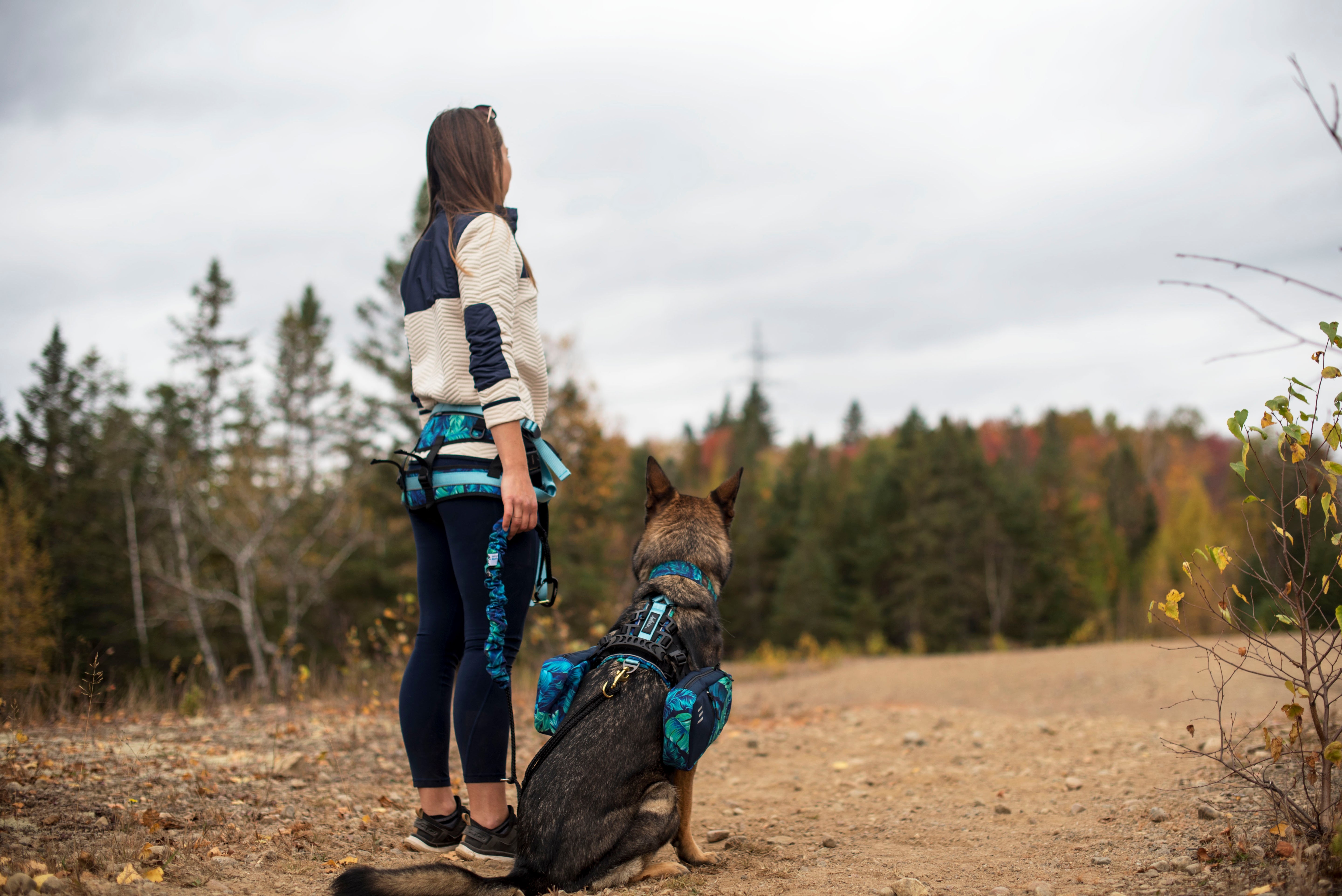 Femme avec son chien ayant les équipement complet de canirandonnée et canicross. Le chien porte son harnais pour chien avec les sacs à dos et la femme porte la ceinture de canicross double traction avec une laisse bungee