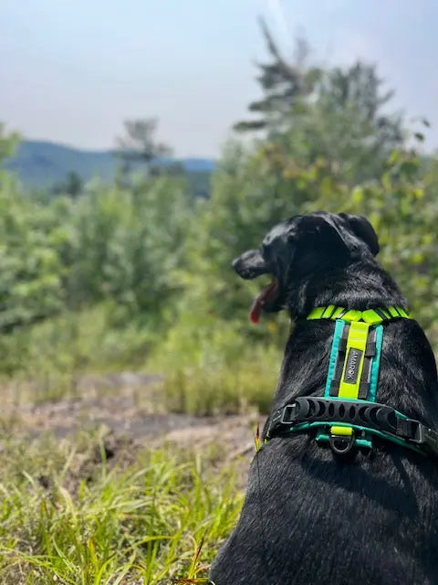 Harnais pour chien Odyssé Banff - Amarok