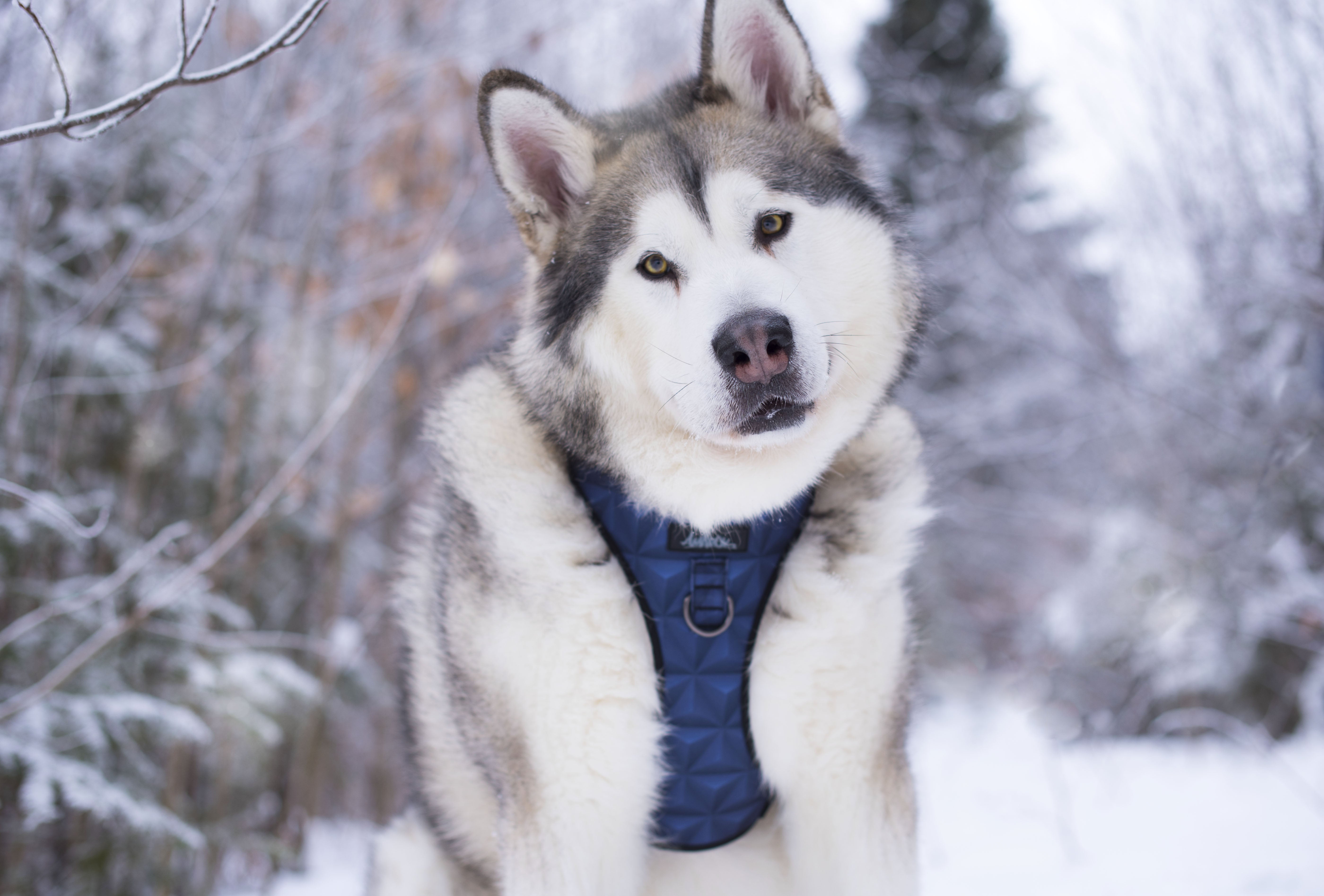 Husky wearing a dog harness made for comfort and durability
