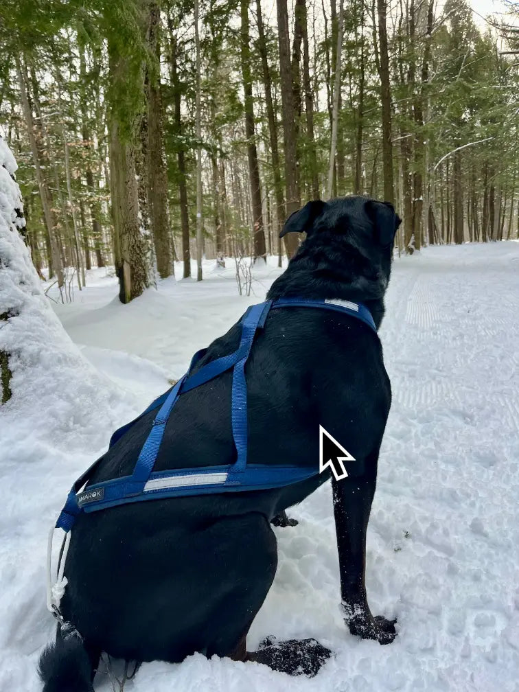 Harnais de traction pour chien - Kraken Amarok