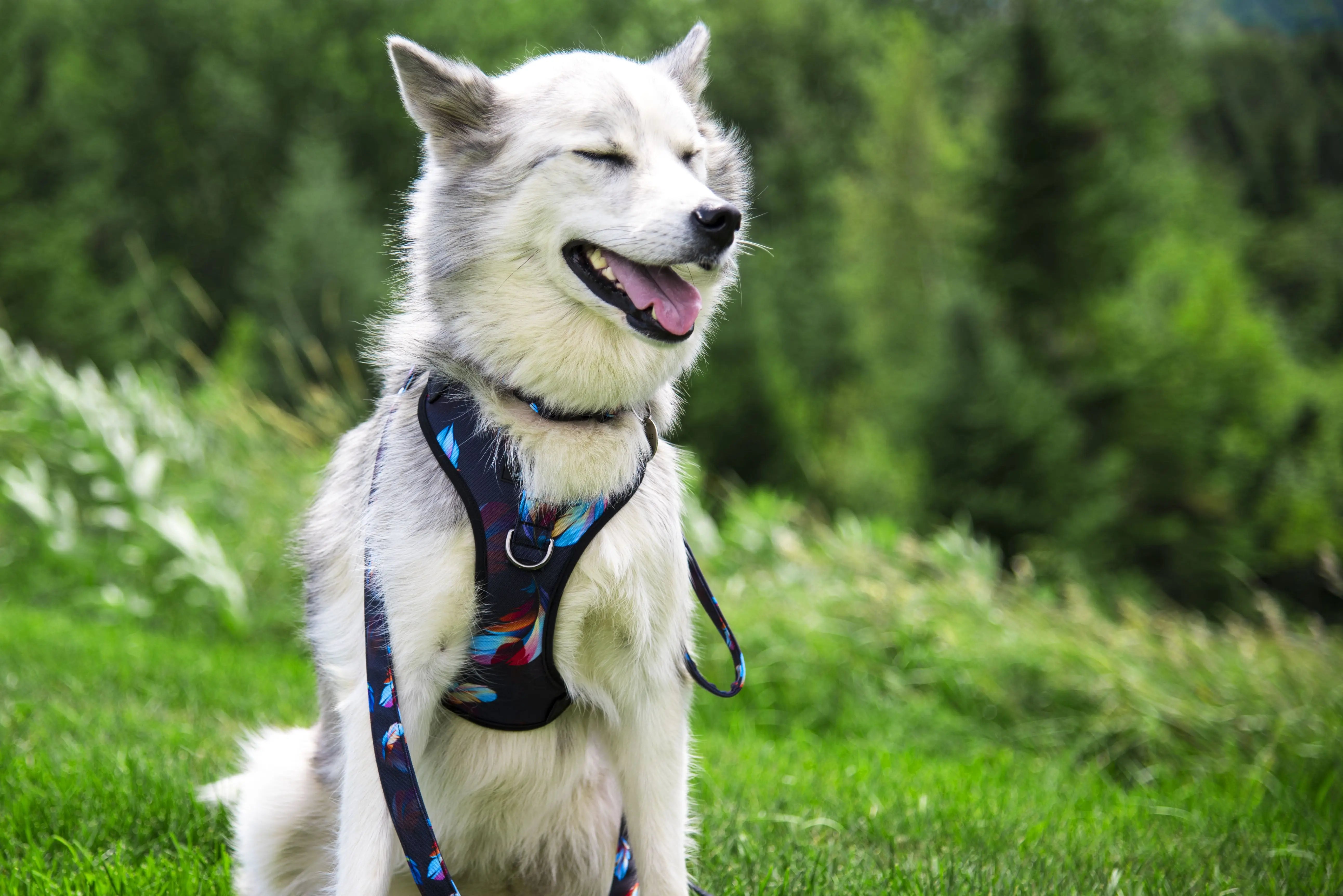 Chien, Husky, à l'extérieur dans un champs, portant un Harnais régulier de randonnée pour gros chien de la collection RIO.