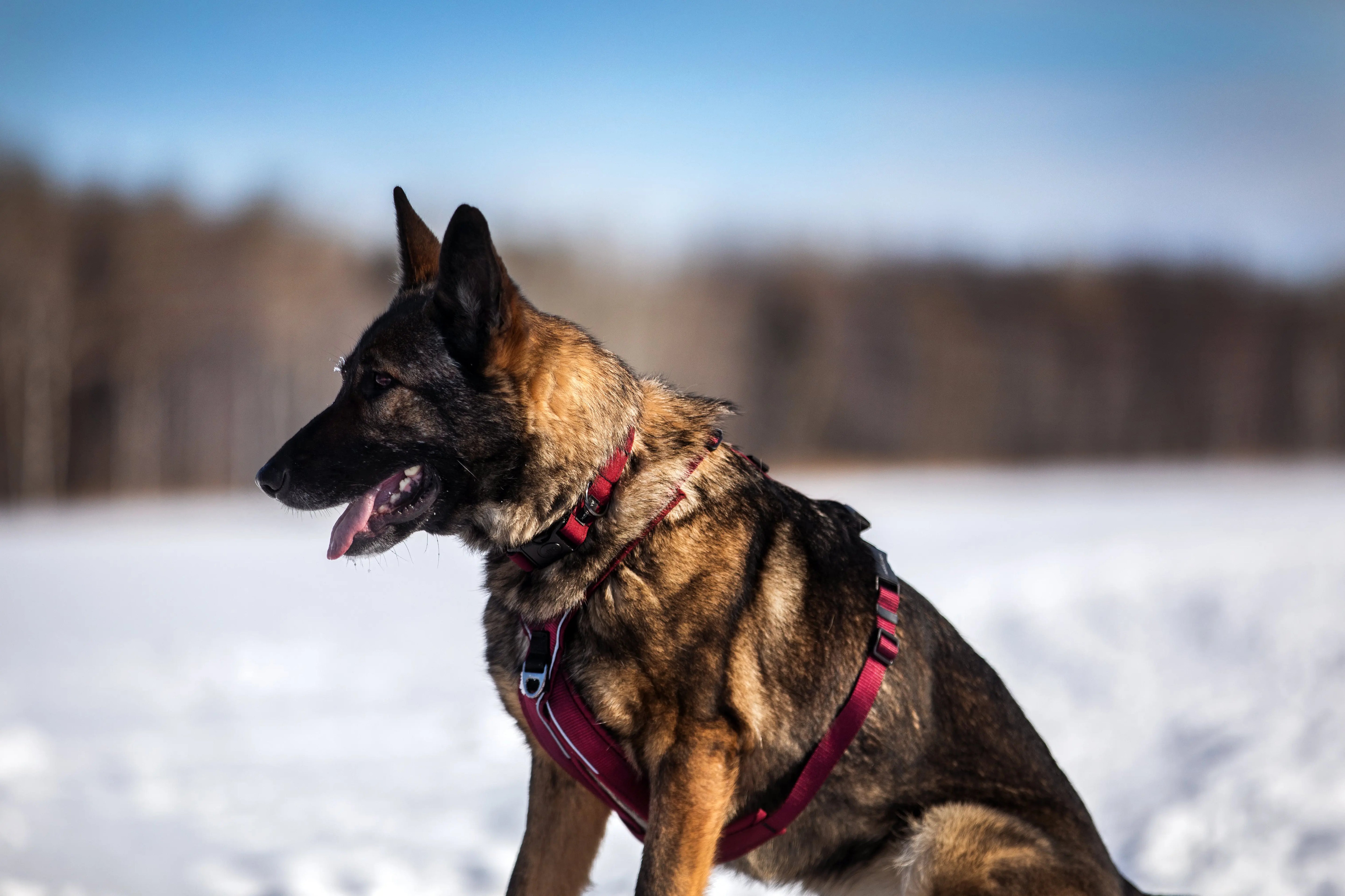 Collier pour chien - Chambertin Amarok