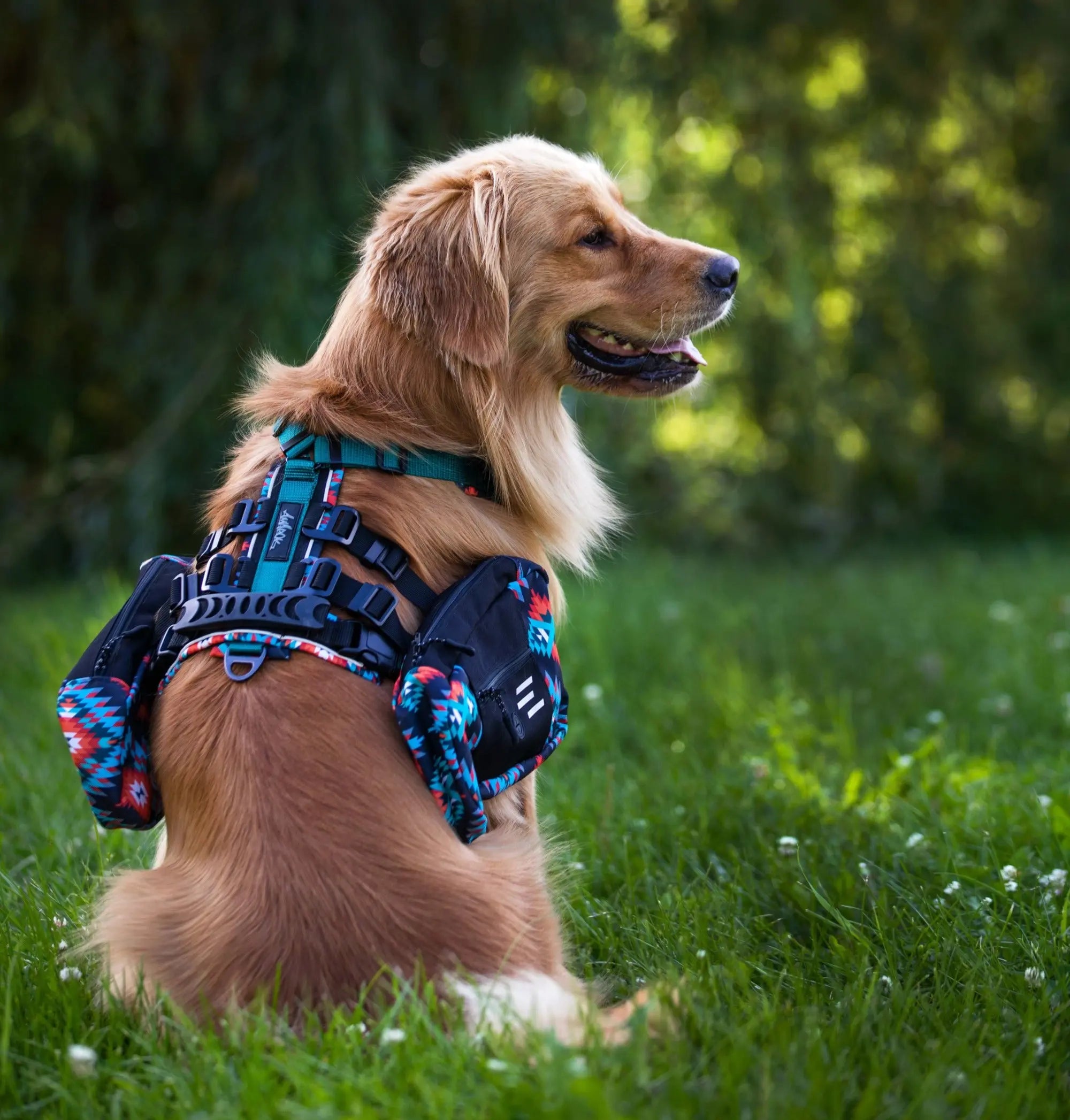 Photo de chien, Golden Retriver portant le sac à dos et le harnais Odysée de la collection Nomade