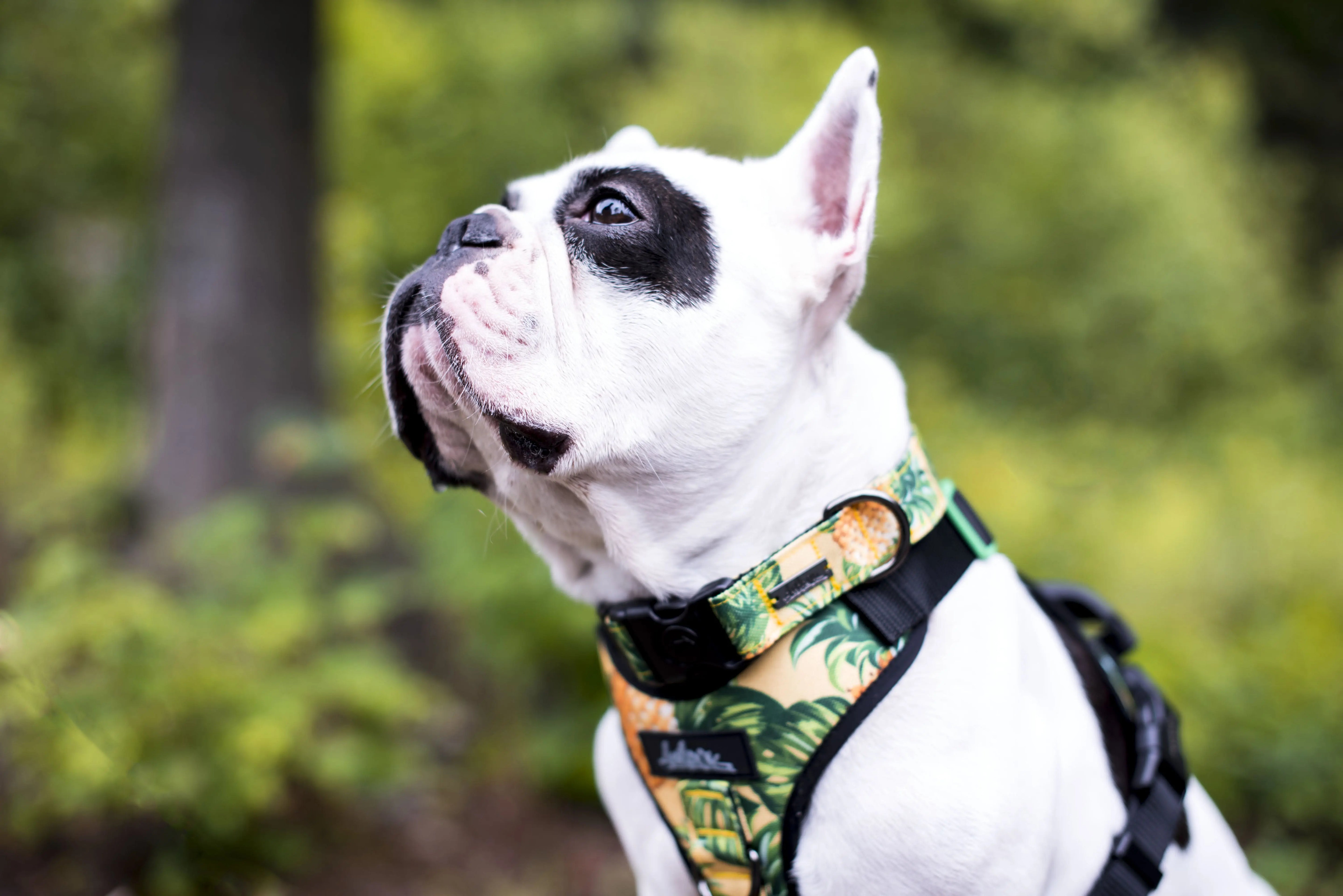 Photo de chien Bulldog Anglais portant harnais régulier de randonnée et collier de la collection Pina Colada.