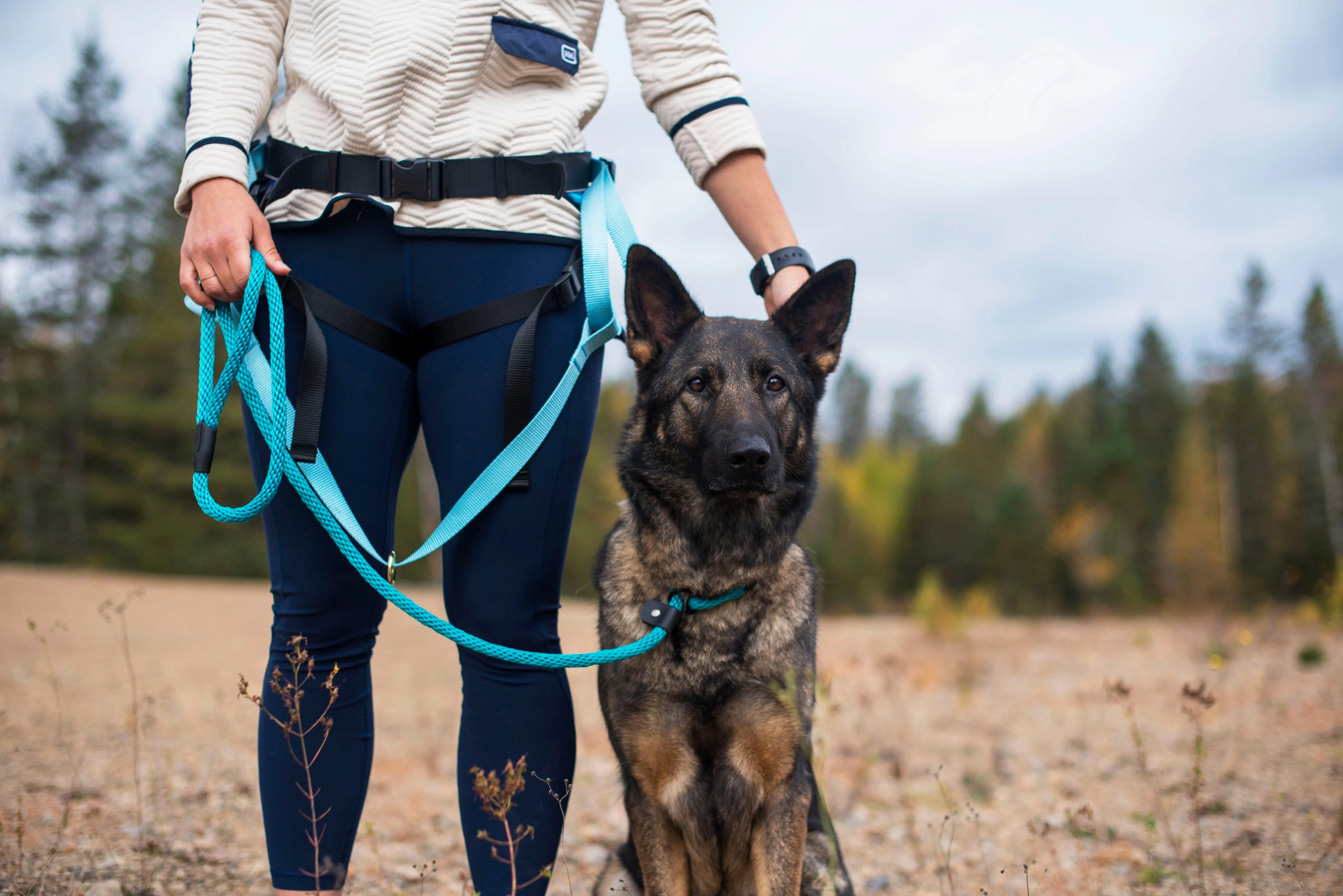 Photo de chien, Berger Allemand portant la laisse d'entrainement bleu