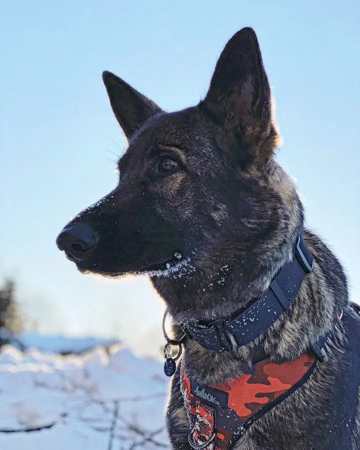 Chien, Berger Allemand, le portant Collier pour chien martingale de la collection Onyx, de couleur noir, ainsi que le harnais régulier de randonnée pour gros chien de la collection Sahara
