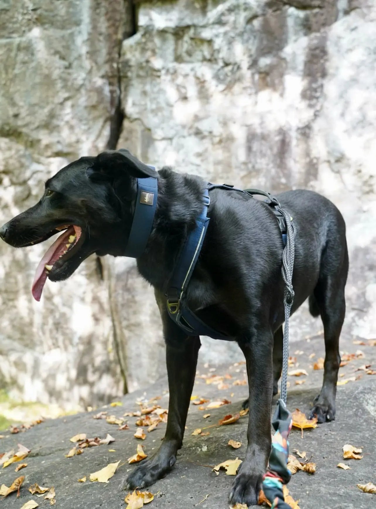 Chien portant le harnais Odyssé de la collection kraken lors d'une randonnée.