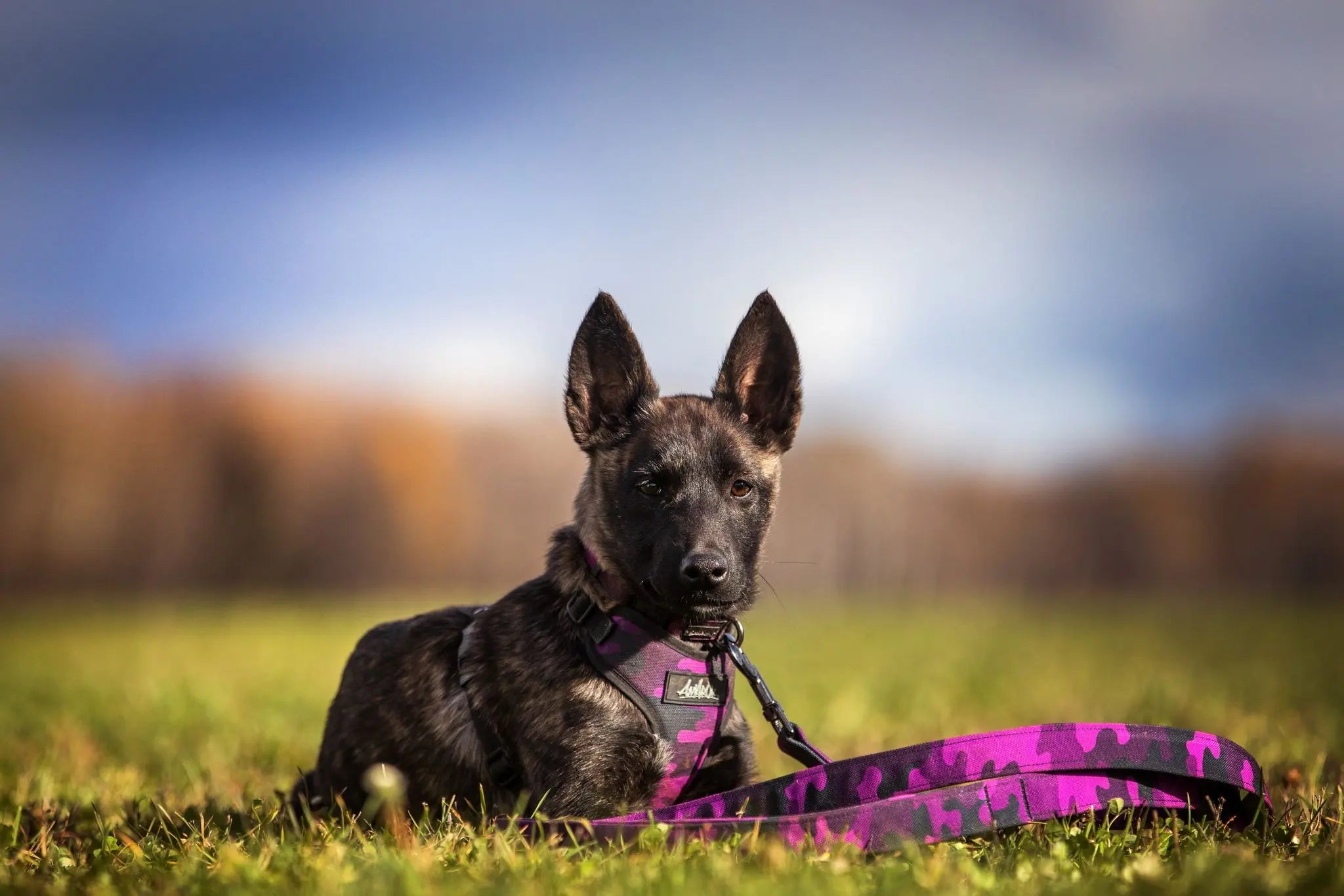 Chien, berger allemand, portant le harnais régulier et la laisse en tissus souple de la collection Astrid