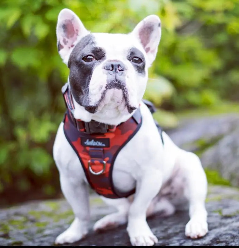Chien, Bulldog Anglais, à l'extérieur sur un rocher. Portant le Harnais régulier de randonnée pour petit chien de la collection Sahara. Aux motif camo et aux couleurs rouge et noir. Vue de face.