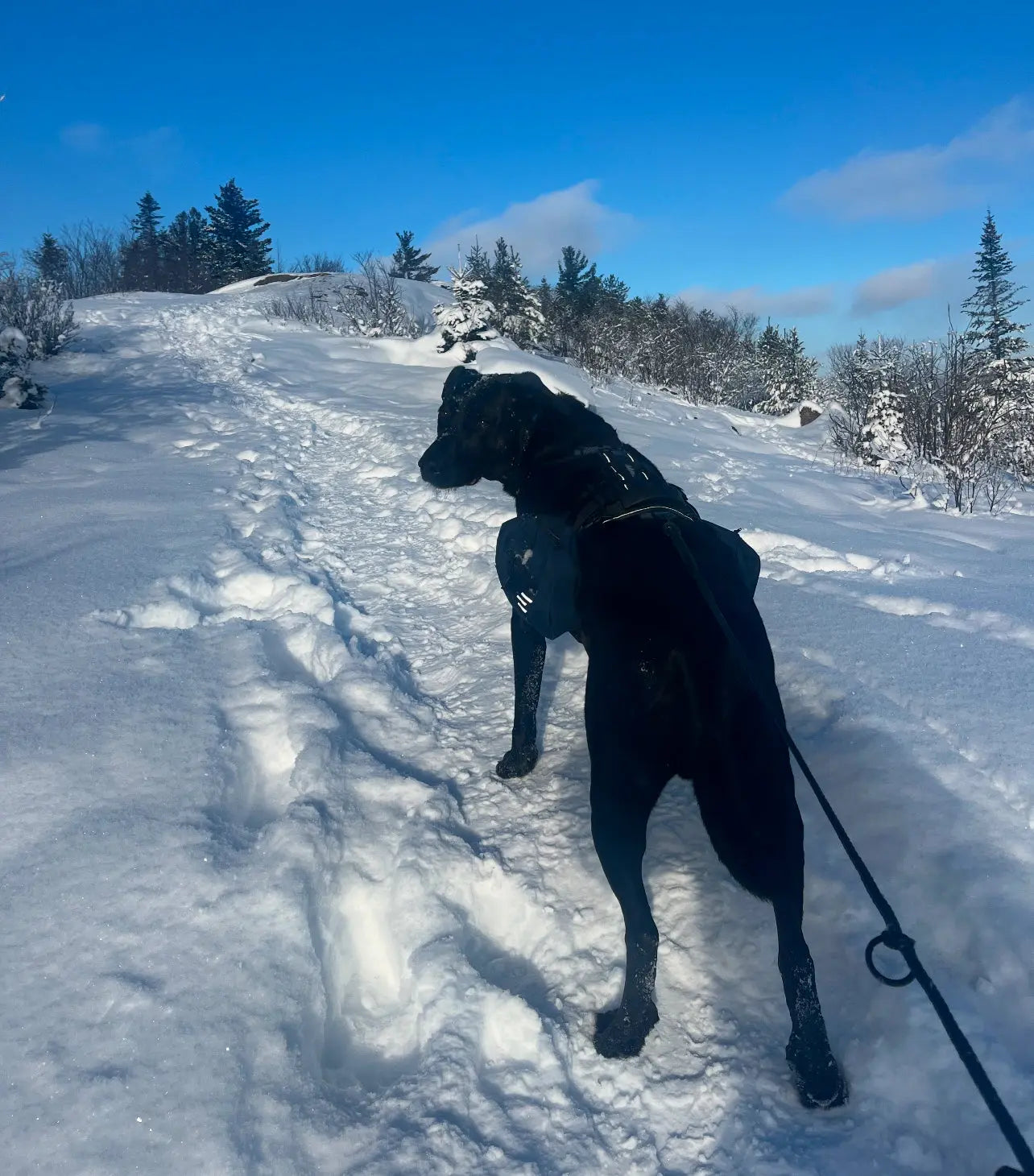 Black labrador in action while hiking wearing the Amarok Odyssey harness with the dog backpack.