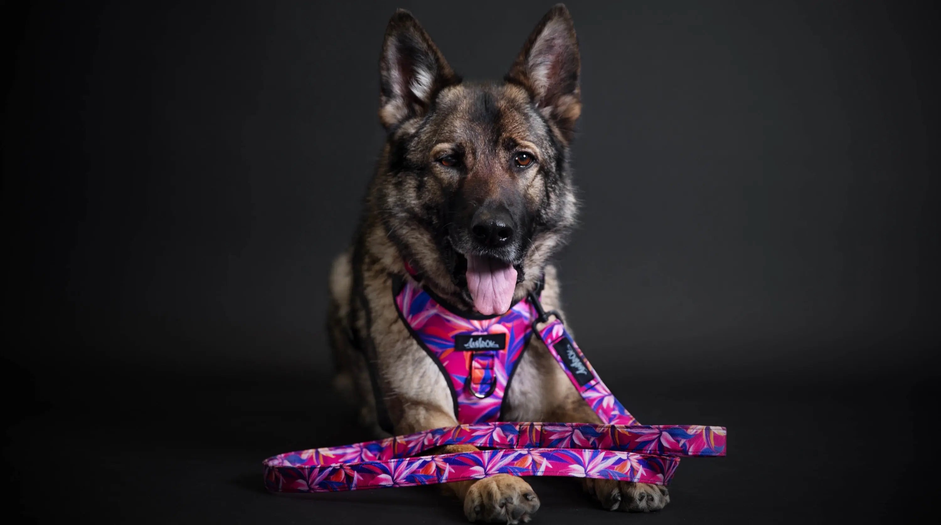 Chien, Berger Allemand, portant le harnais régulier de randonnée pour gros chien et laisse en tissus souple de la collection Hannée. Vue de face. Graphiques de fleurs tropicales aux couleurs roses, blues, oranges, blancs.