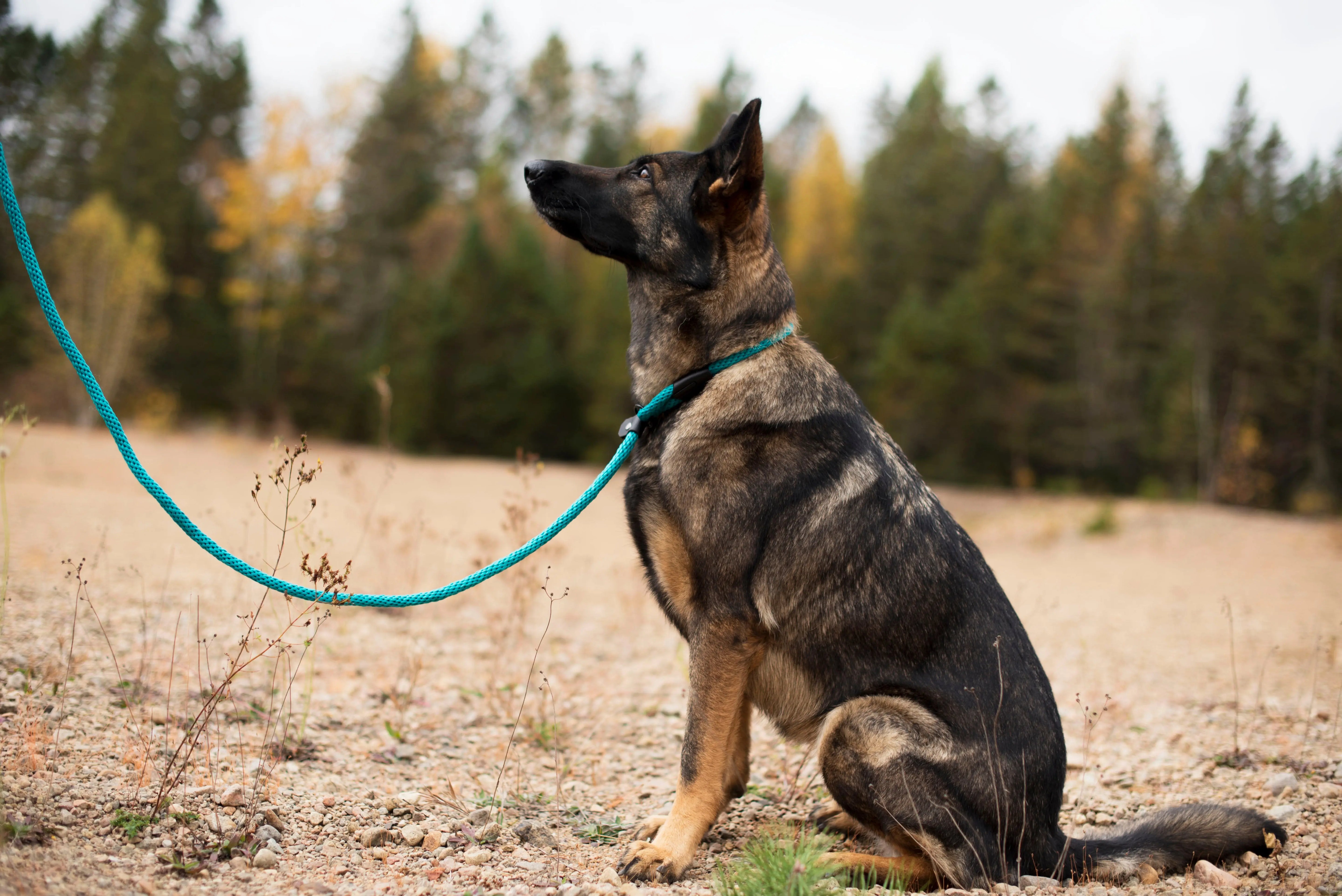 Photo de chien, Berger Allemand portant la laisse d'entrainement bleu
