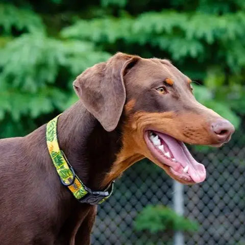 Photo de chien Dobermann brun portant le collier régulier en tissus de la collection Pina Colada