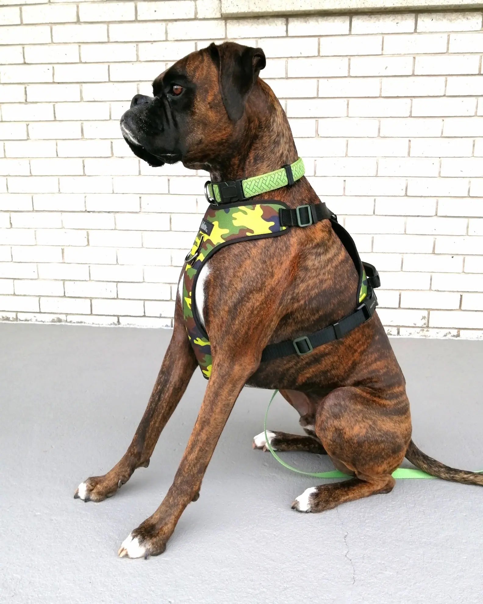 Photo de chien, Boxer portant harnais régulier de la collection Camo Vif