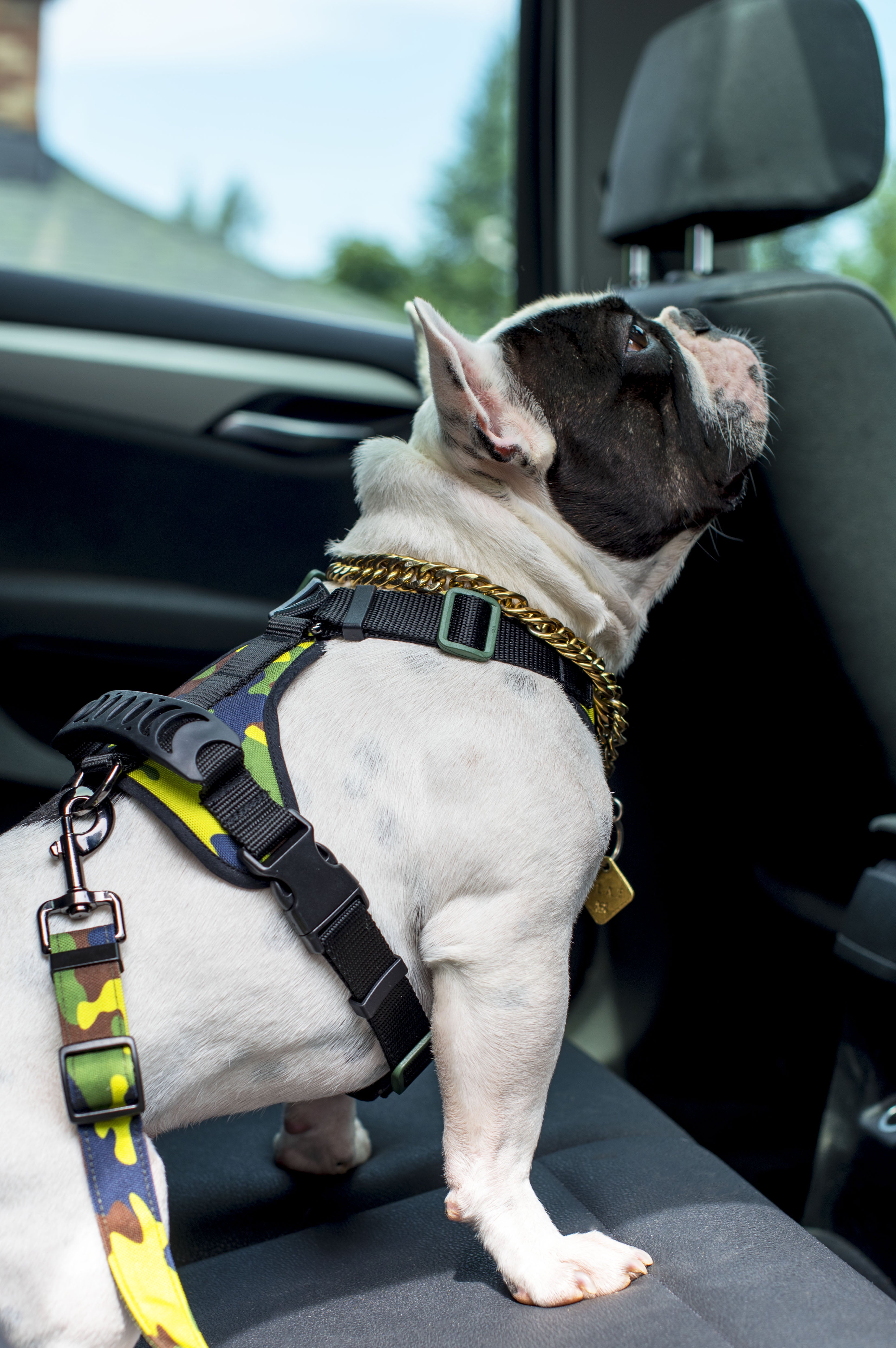 Chien, Bulldog Anglais assit sur la banquette arrière d'un véhicule attaché avec la laisse de sécurité voiture pour chien de la collection Camo vif, portant le harnais régulier pour petit chien de randonnée de la collection Camo Vif.