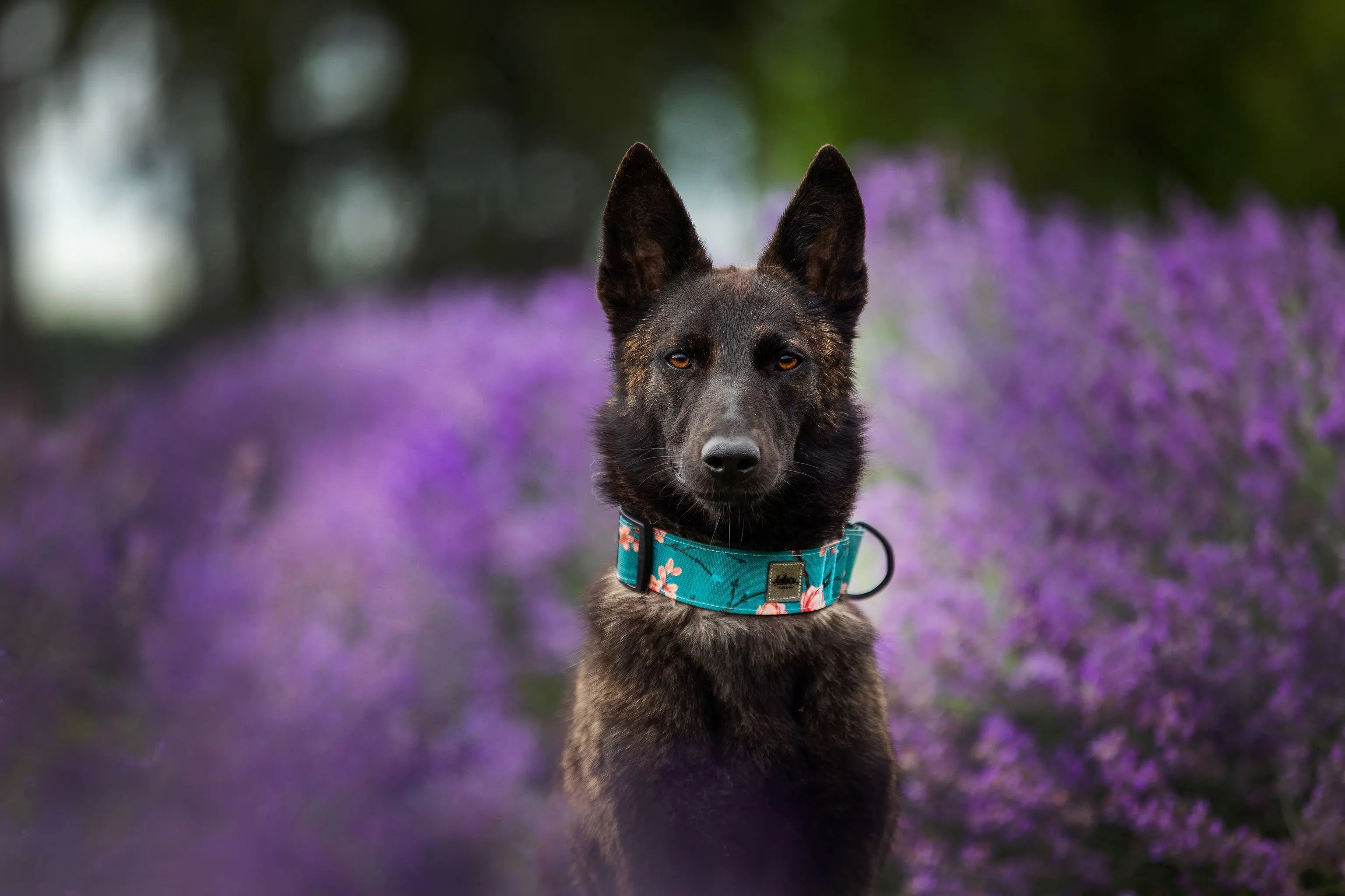 Chien, berger allemand, portant Collier pour chien Martingale de la collection Osaka