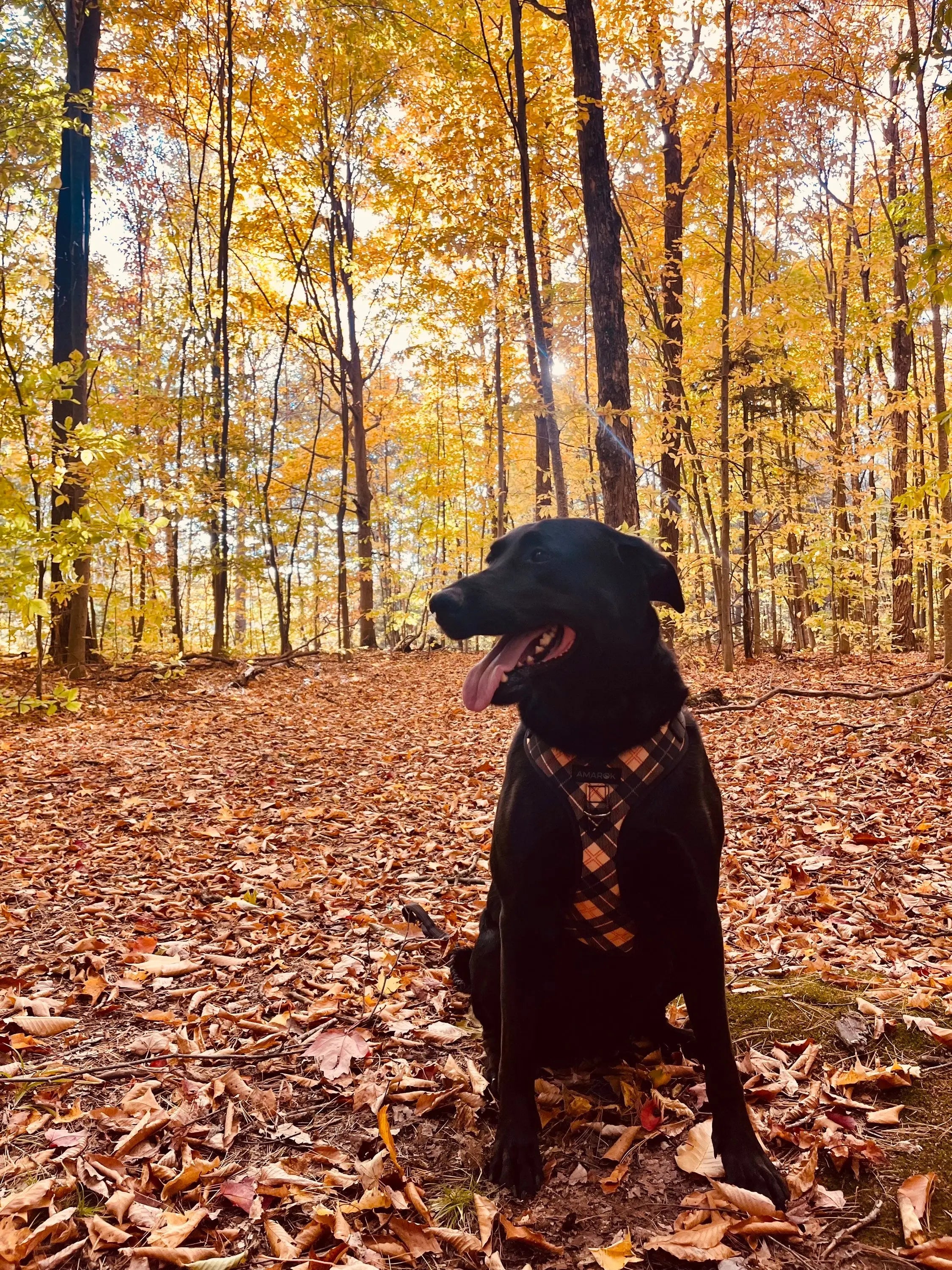 Harnais pour chien - Oxford Amarok
