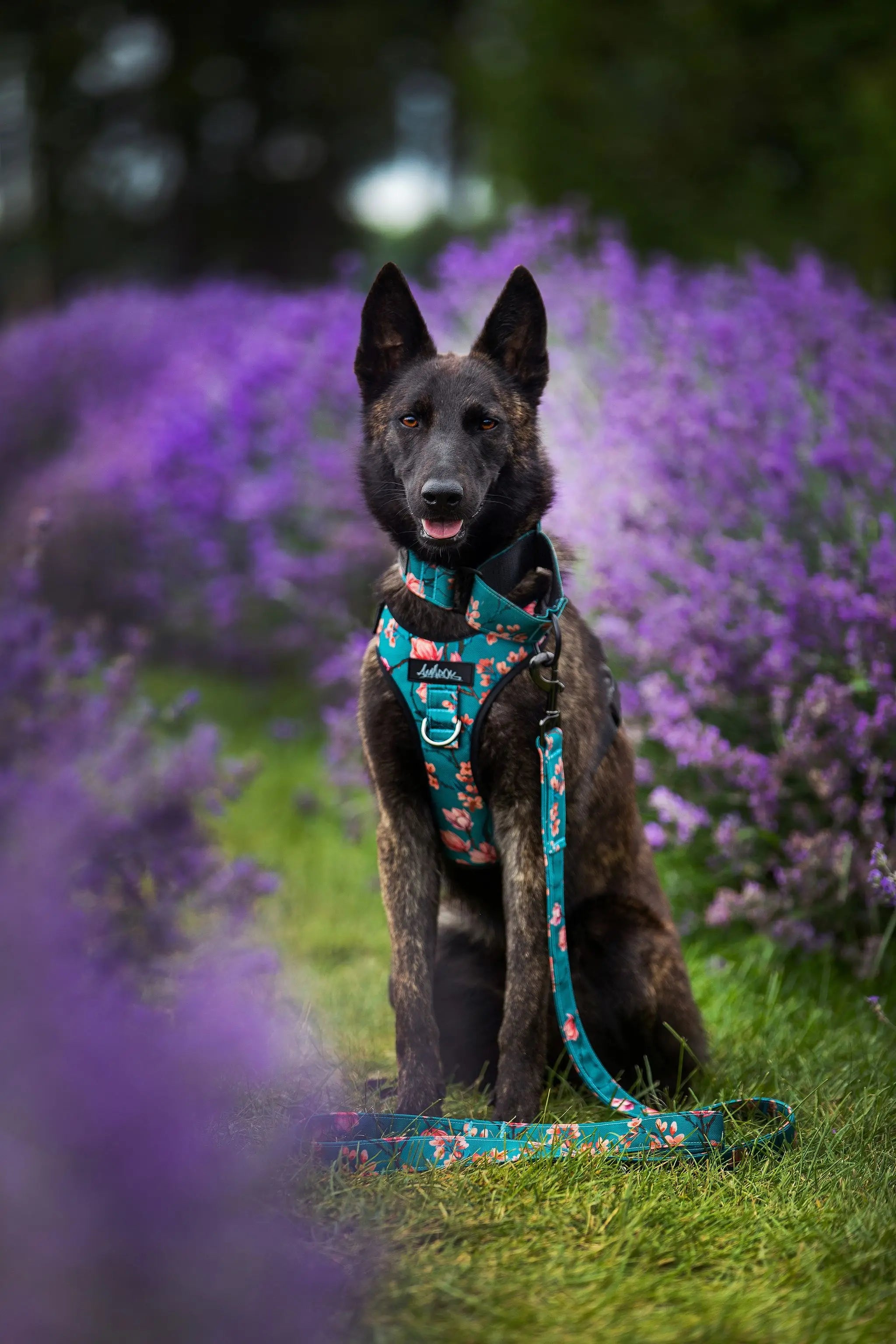 Chien, berger allemand portant Harnais régulier de randonnée, la laisse et le collier martingale pour chien de la collection Osaka,
