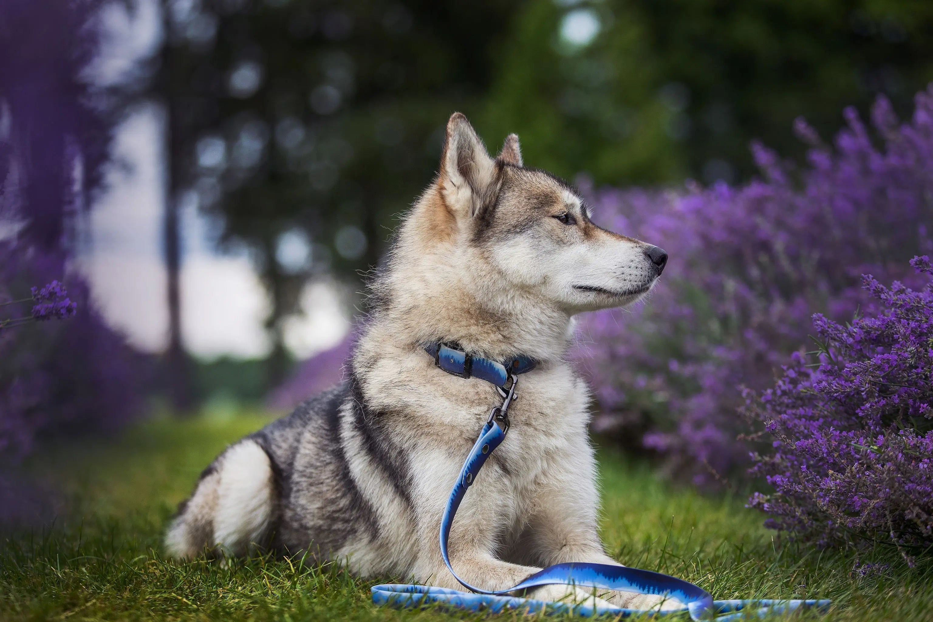 Chien Husky, portant Laisse imperméable en PVC pour chien de la collection Boréal