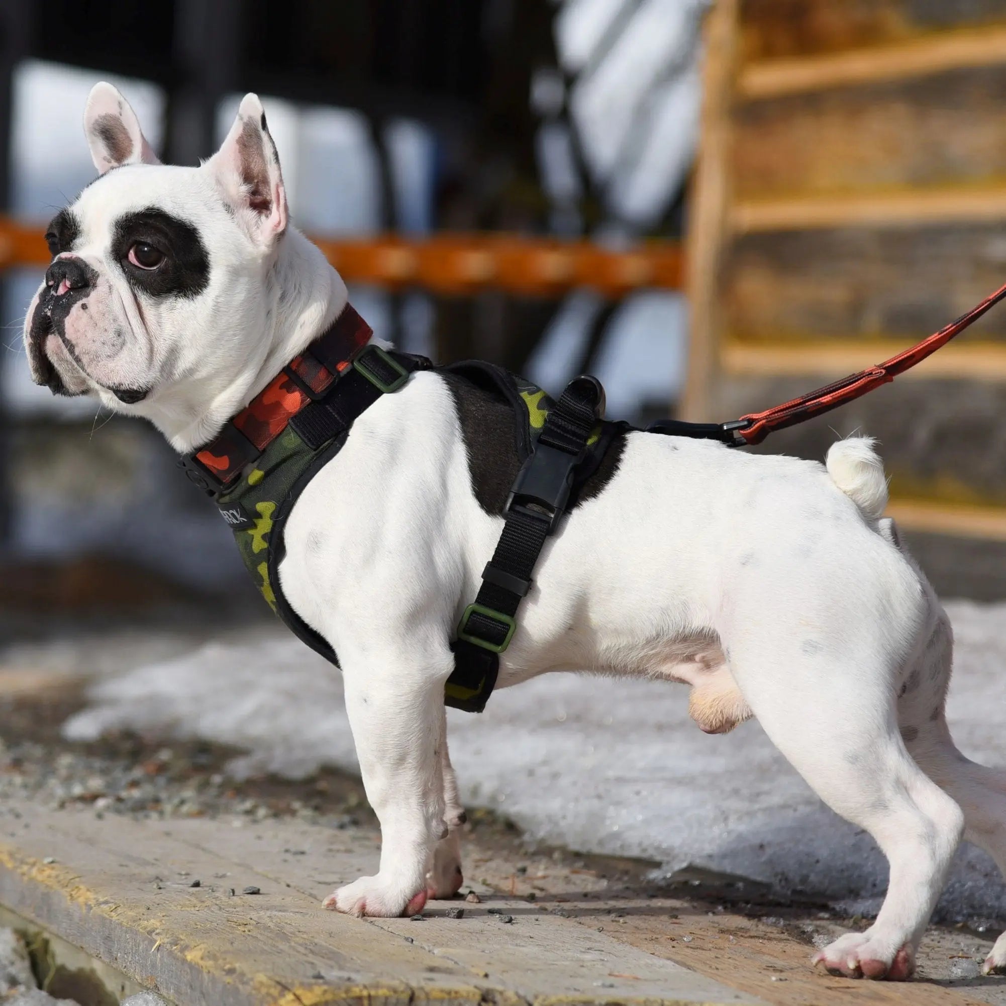 Chienl, Bulldog Anglais, portant le collier en tissus souple pour chien, le harnis régulier pour petit chien attaché à laisse en tissus souple de la collection Sahara. Motifs CAMO de couleurs rouge et noir.