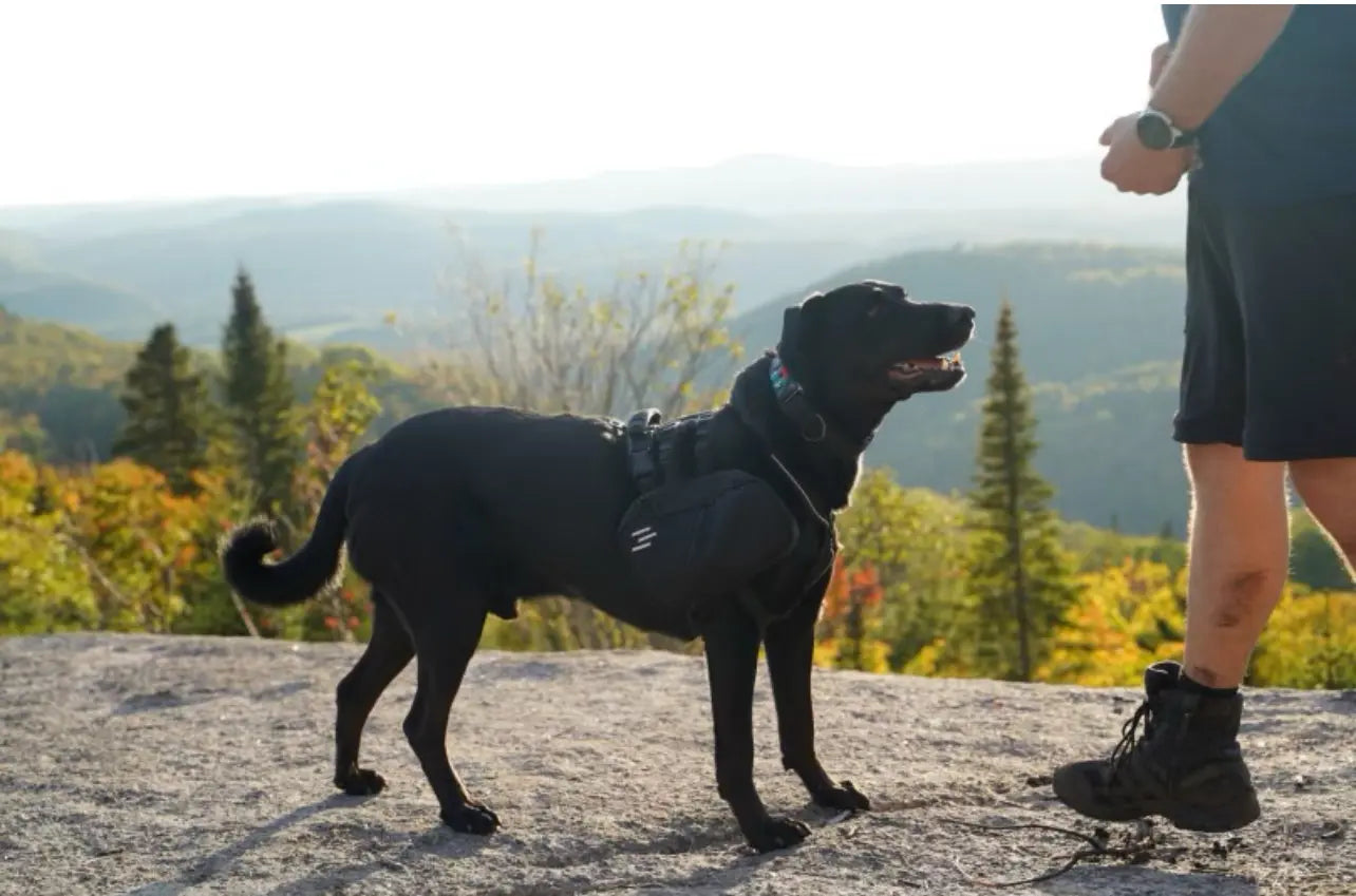 Black labrador on a top of a mountain.  Wearing the Odyssey set of dog harness and dog backpack.