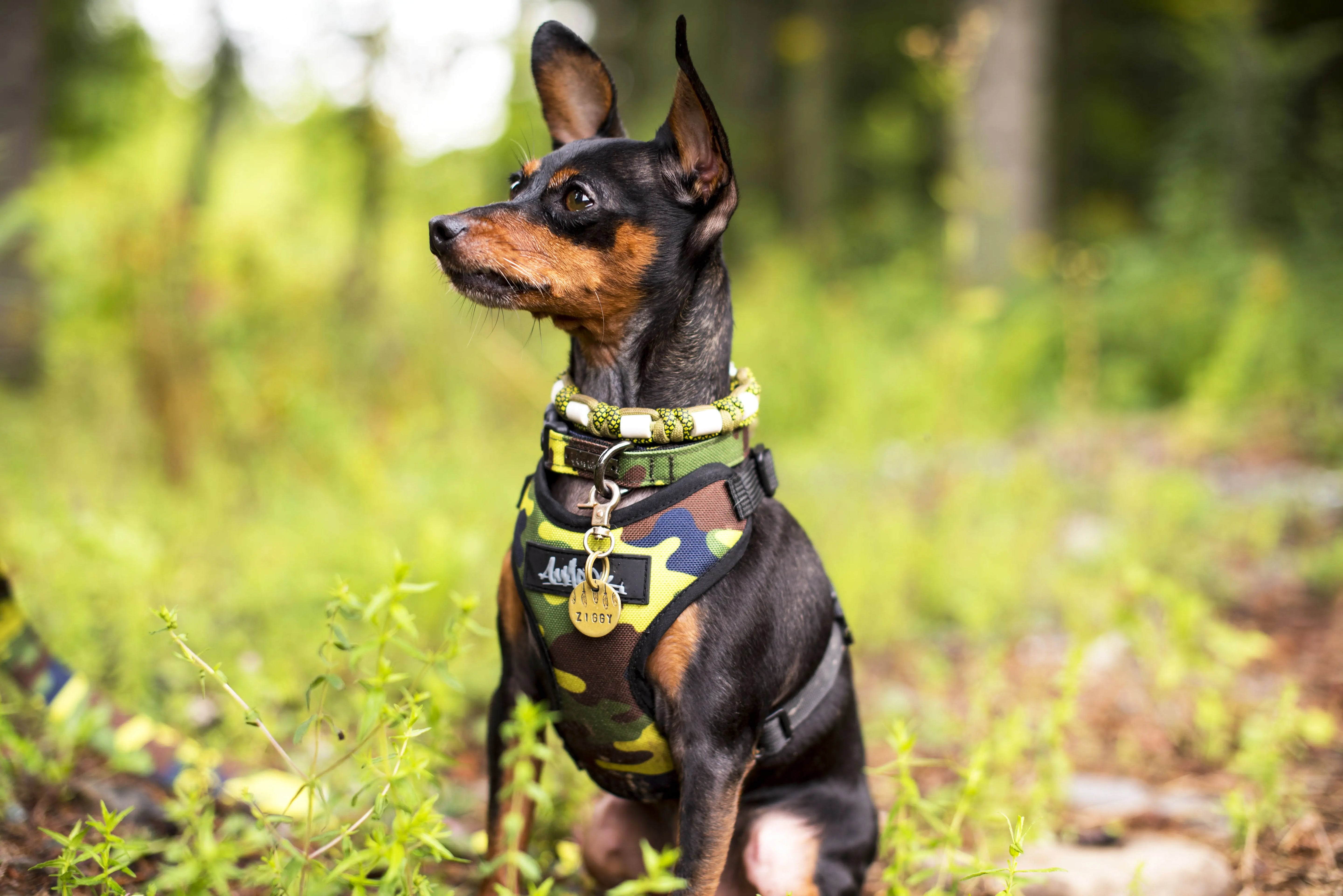 Photo d'un petit chien, Pinscher nain portant le collier et le harnais pour petit chien régulier de randonnée de la collection Camo Vif