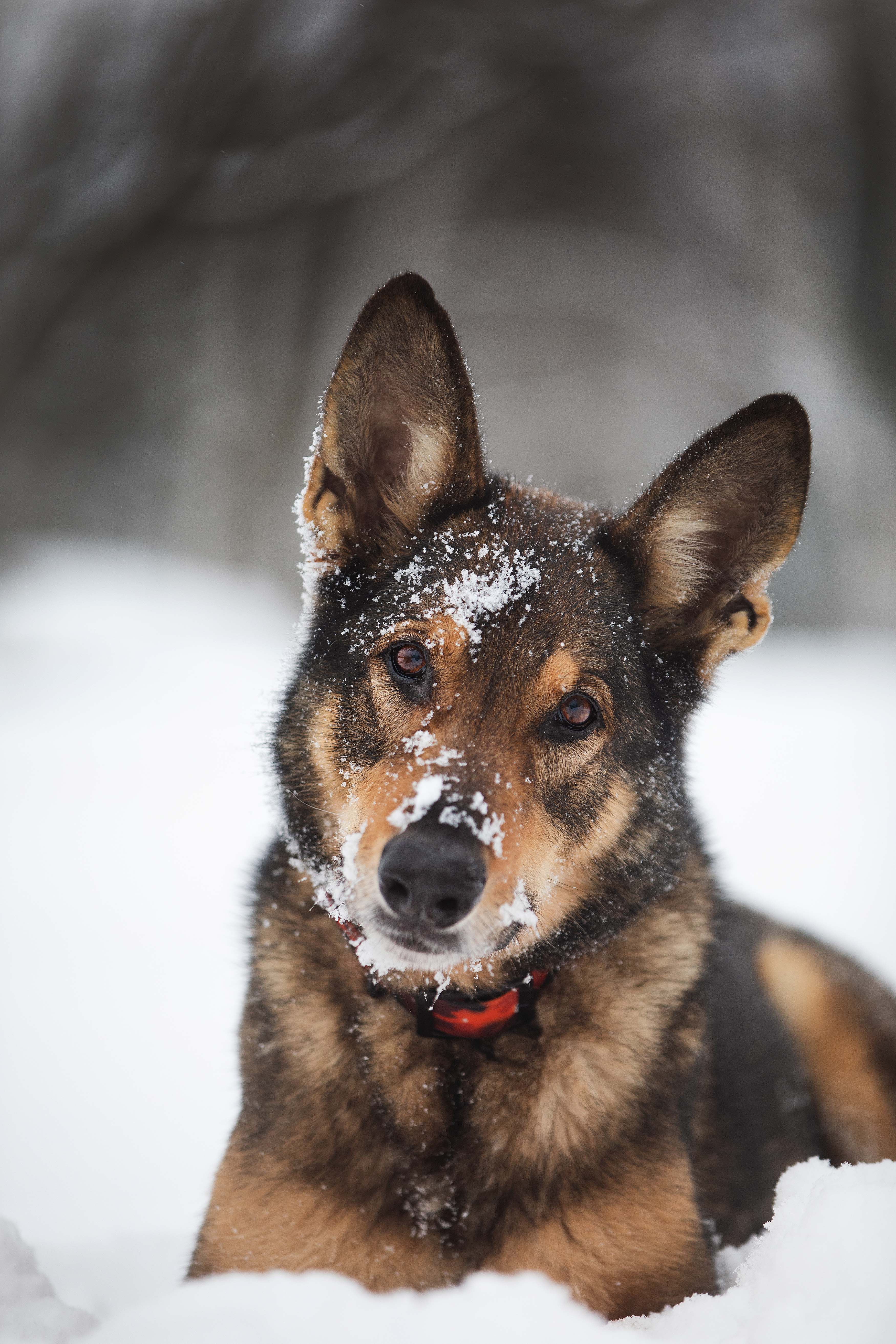 Chien, Berger allemand portant Collier imperméable en PVC pour chien de la collection Sahara