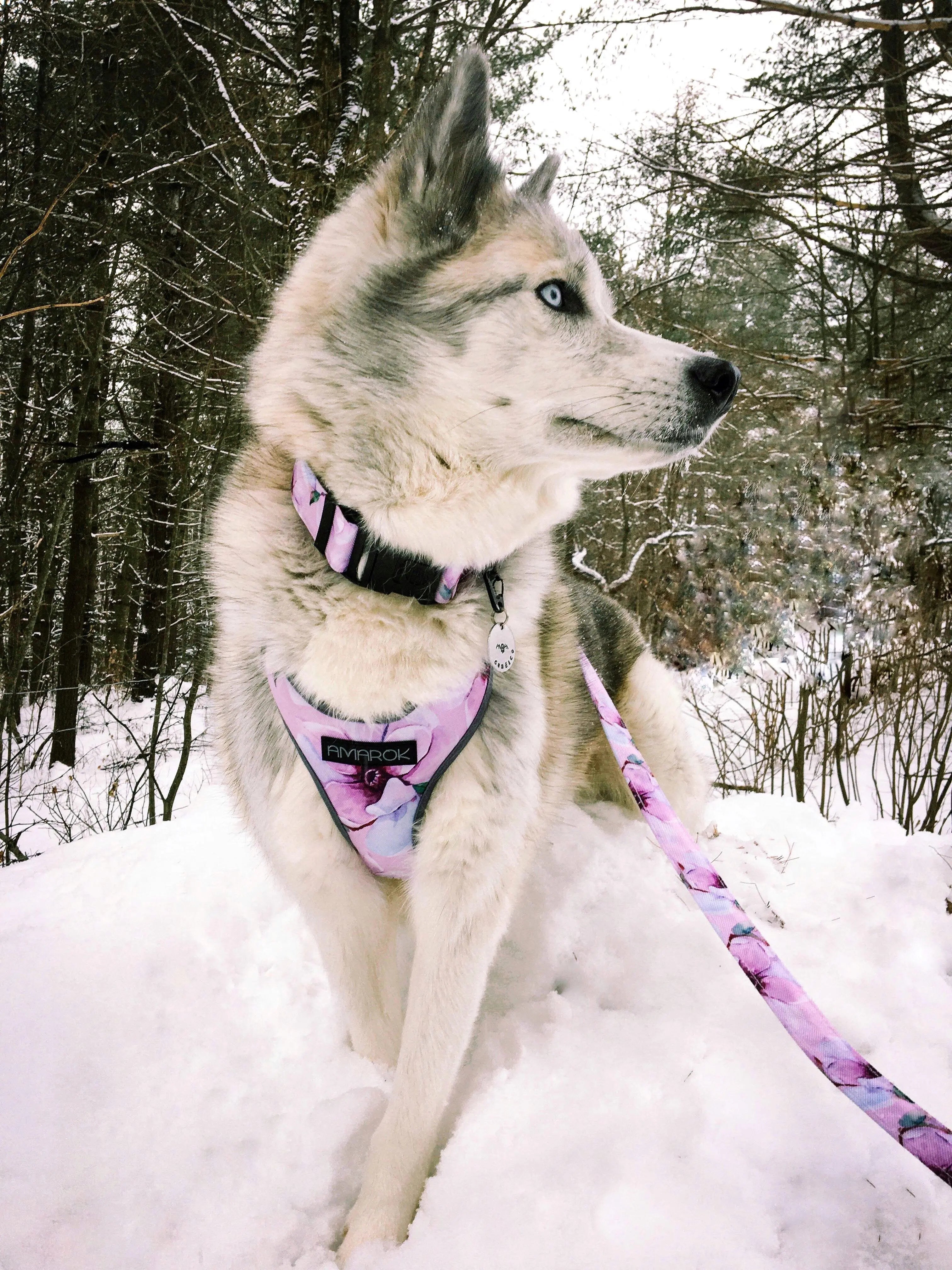 Chien, Husky, portant Harnais régulier de randonnées, le collier martingale et la laisse de la collection MYOSOTIS
