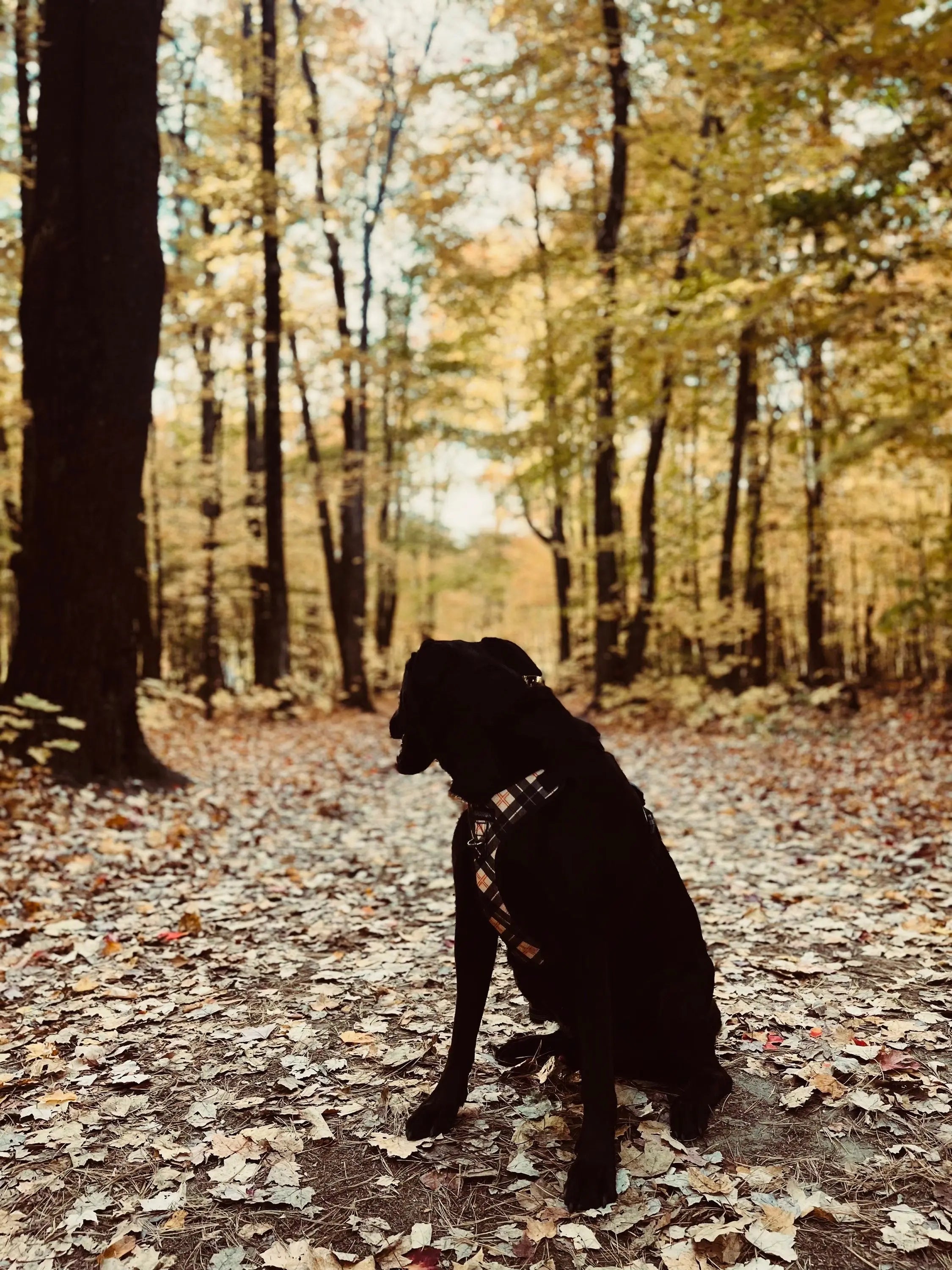 Harnais pour chien - Oxford Amarok