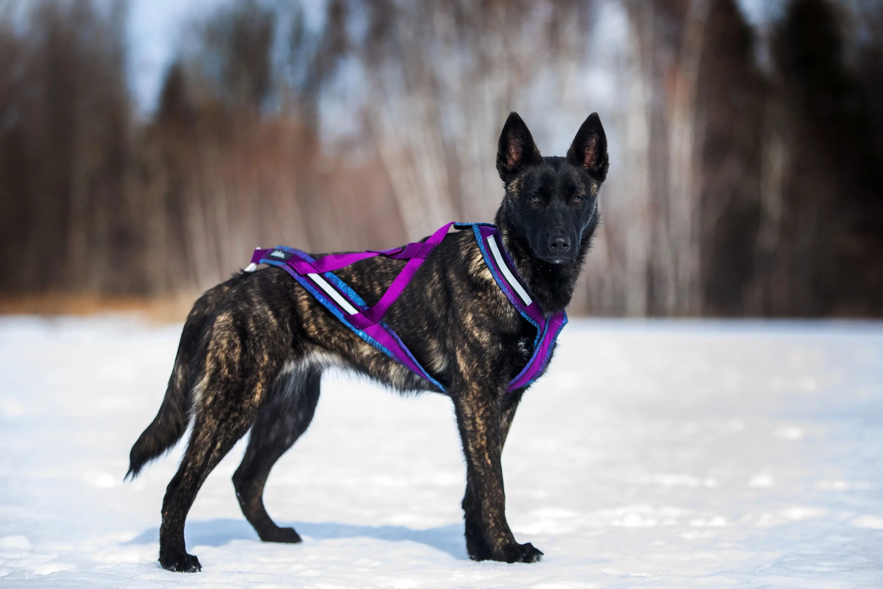 Chien, Berger Allemand, à l'extérieur dans la neige, portant le harnais de traction canicross pour chien de la collection Mandala. Couleur bleu et mauve, vue de côté.