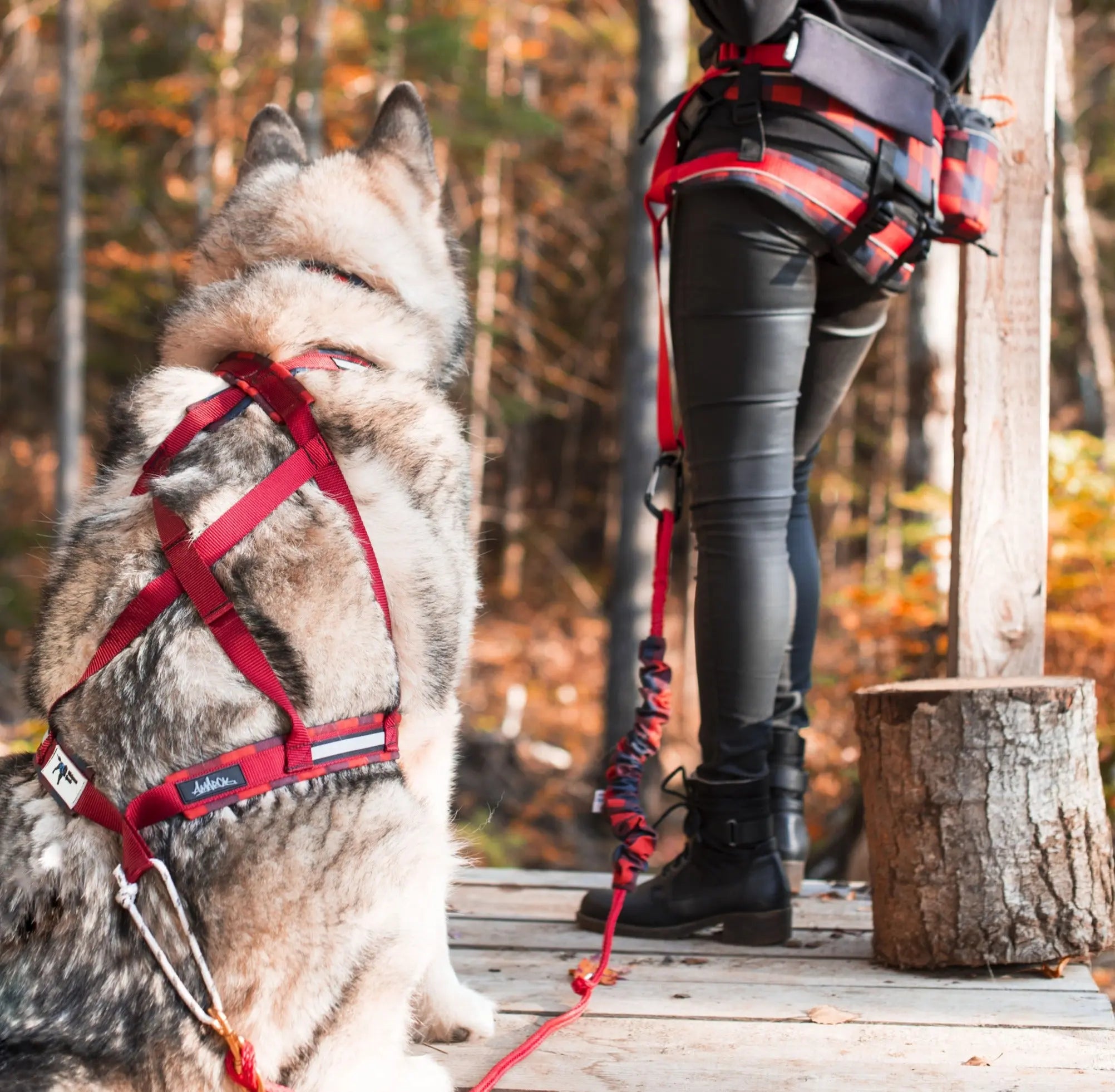 Chien, Husky et son maître, portant l'ensemble canicross de la collection Bûcheron. Ceinture canicross, laisse de traction bungee, harnais pour chien de traction canicross
