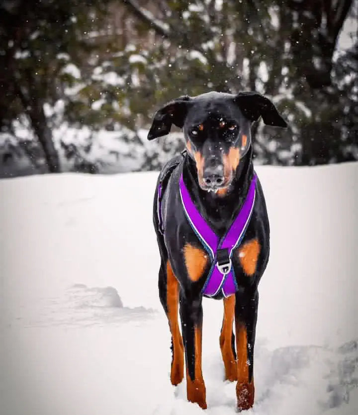 Chien portant le harnais Odysée de la collection Mandala en hiver