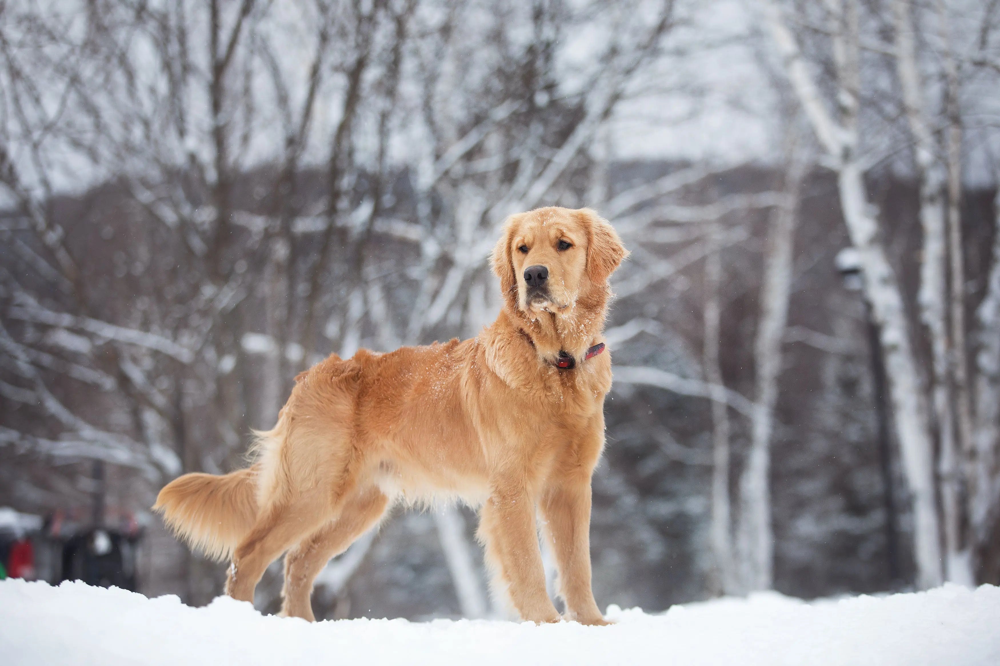 Chien, Golden Retriever portant Collier imperméable en PVC pour chien de la collection Bûcheron