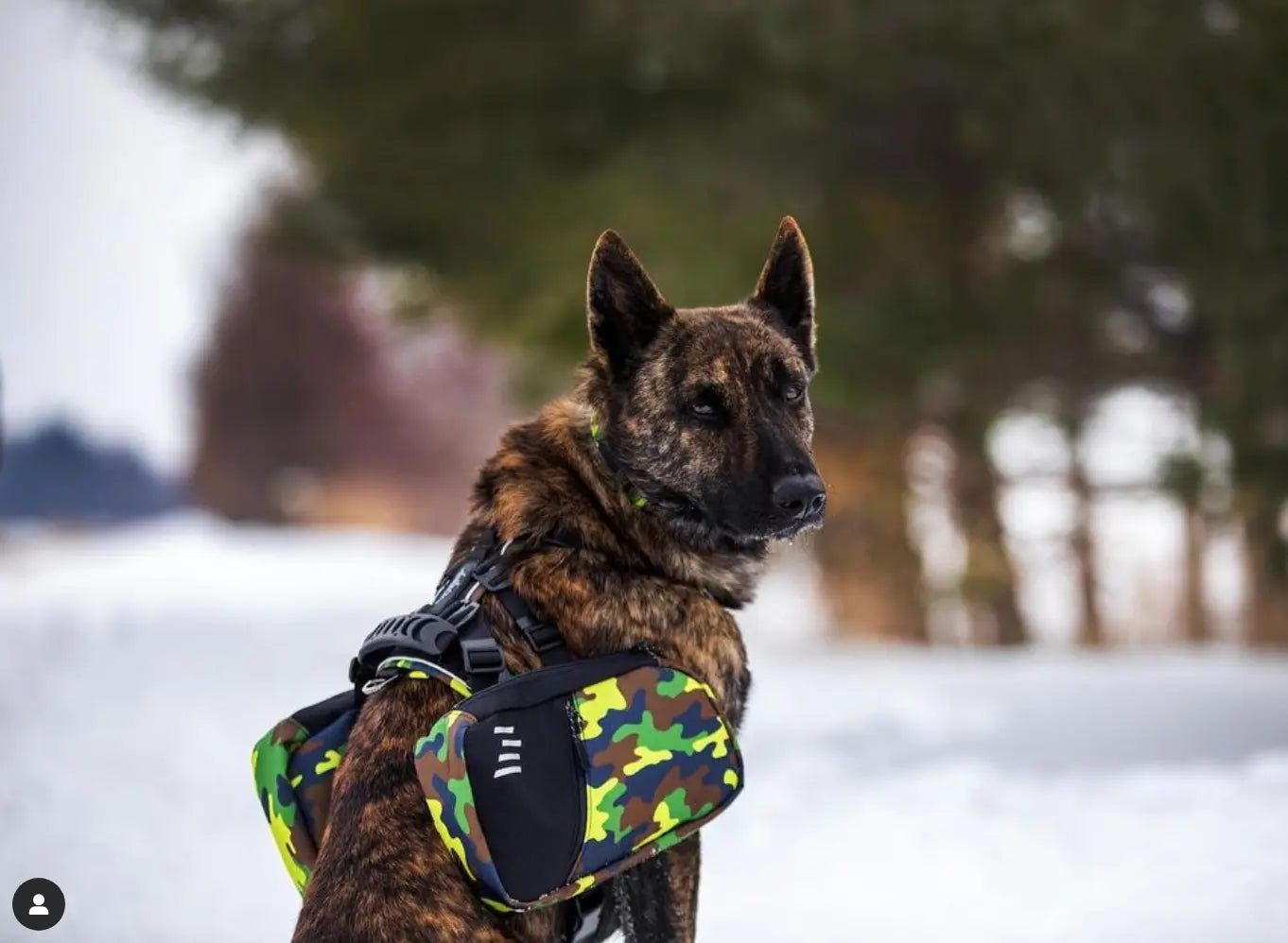 Photo de chien, Berger Allemand portant le sac à dos Odysée de la collection Camo Vif