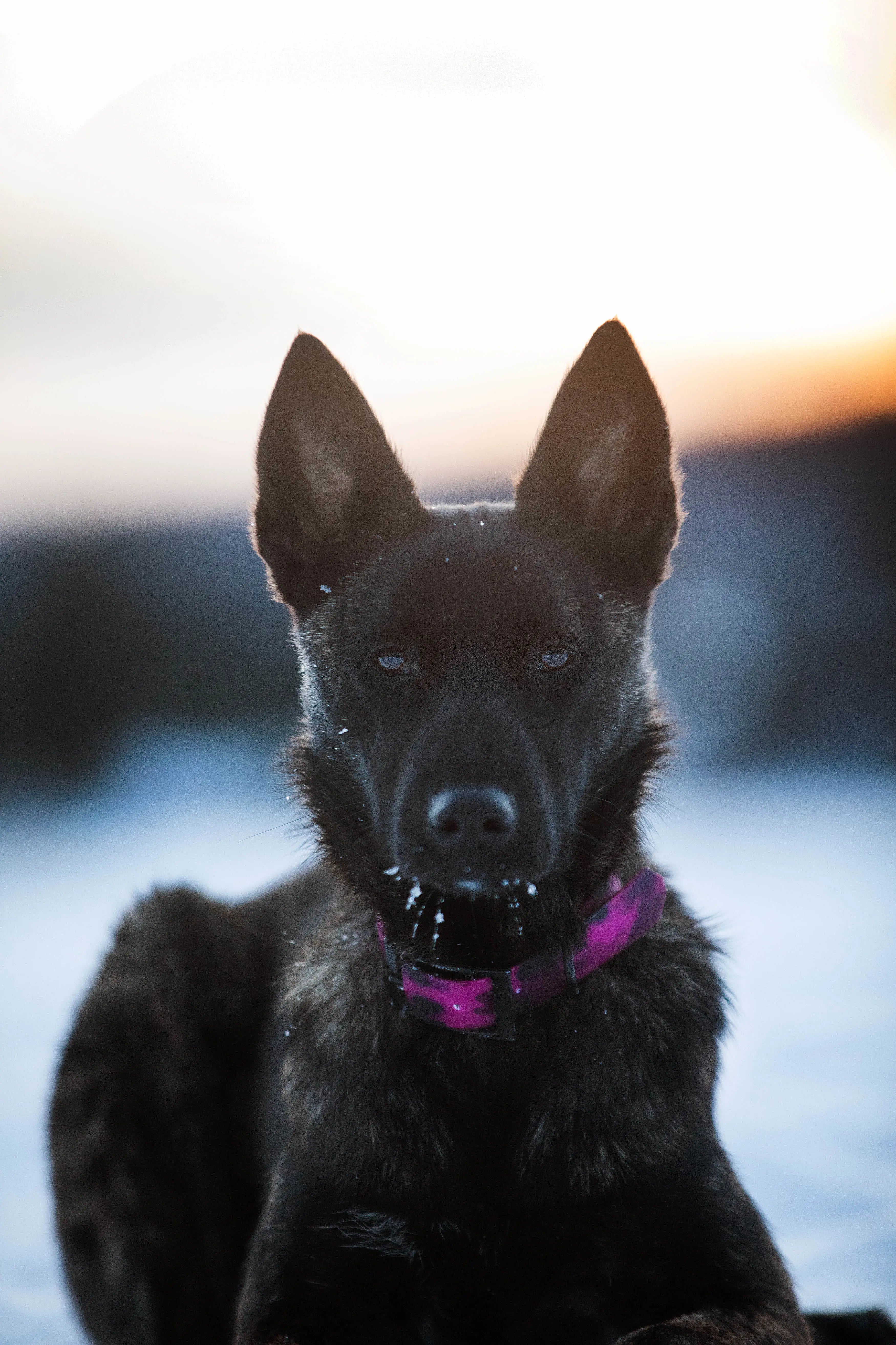 Chien Berger Allemand portant Collier imperméable en PVC pour chien de la collection Astrid