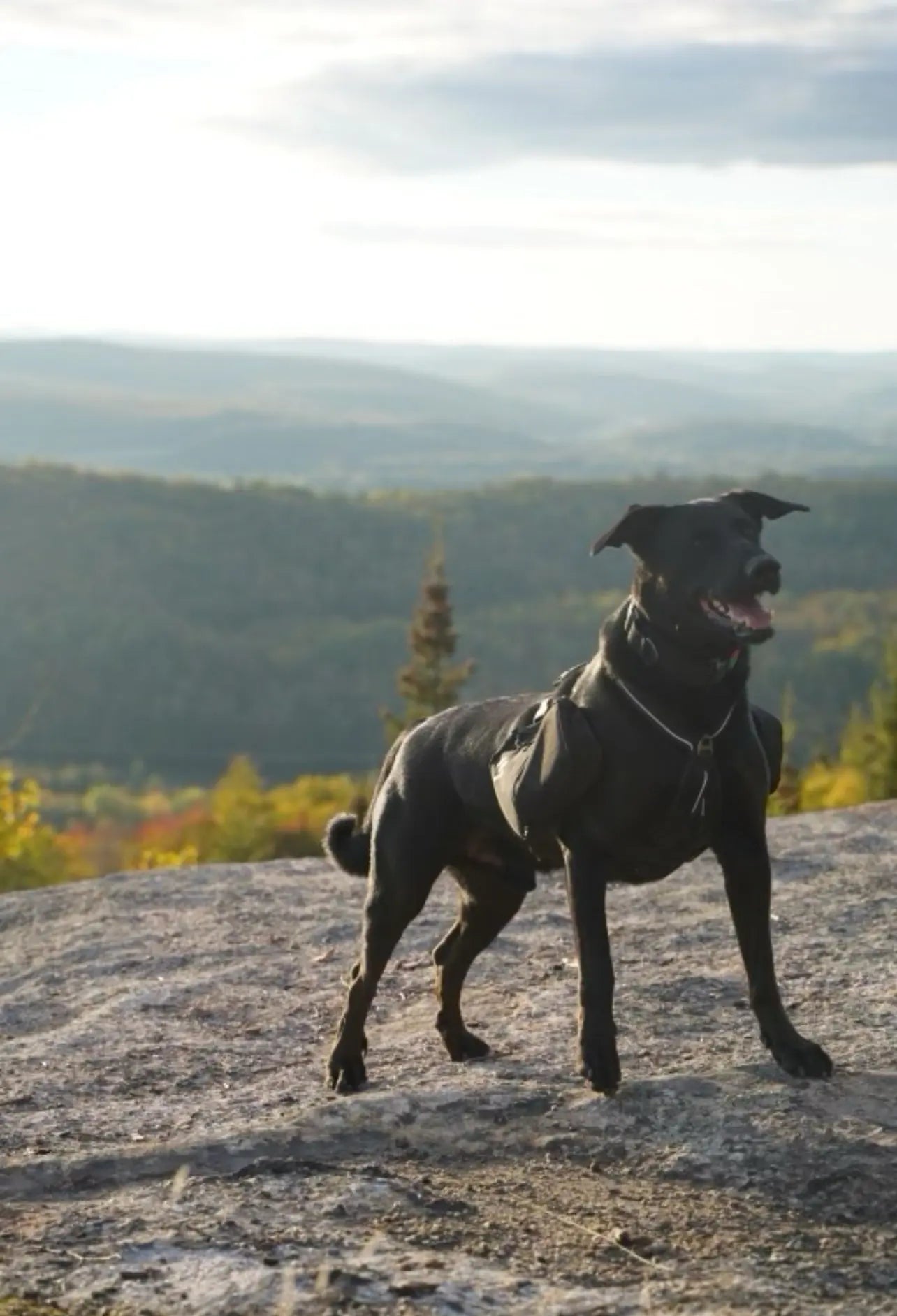 Labrador noir au sommet d'une montagne portant le harnais et les sacs à dos assortis de la collection Onyx.