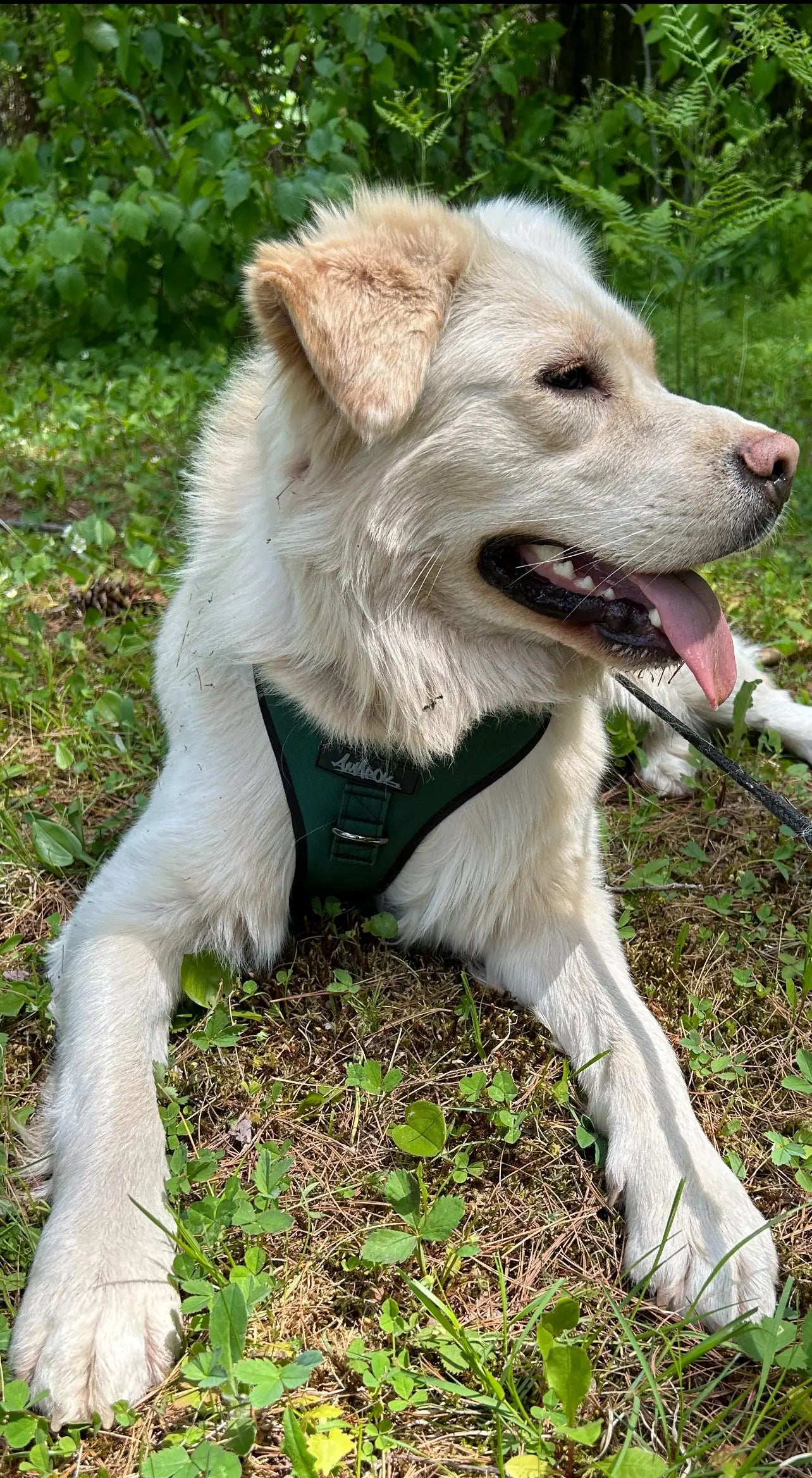 Photo de chien Montagne des Pyrénées portant un harnais régulier pour gros chien modèle Montagnard