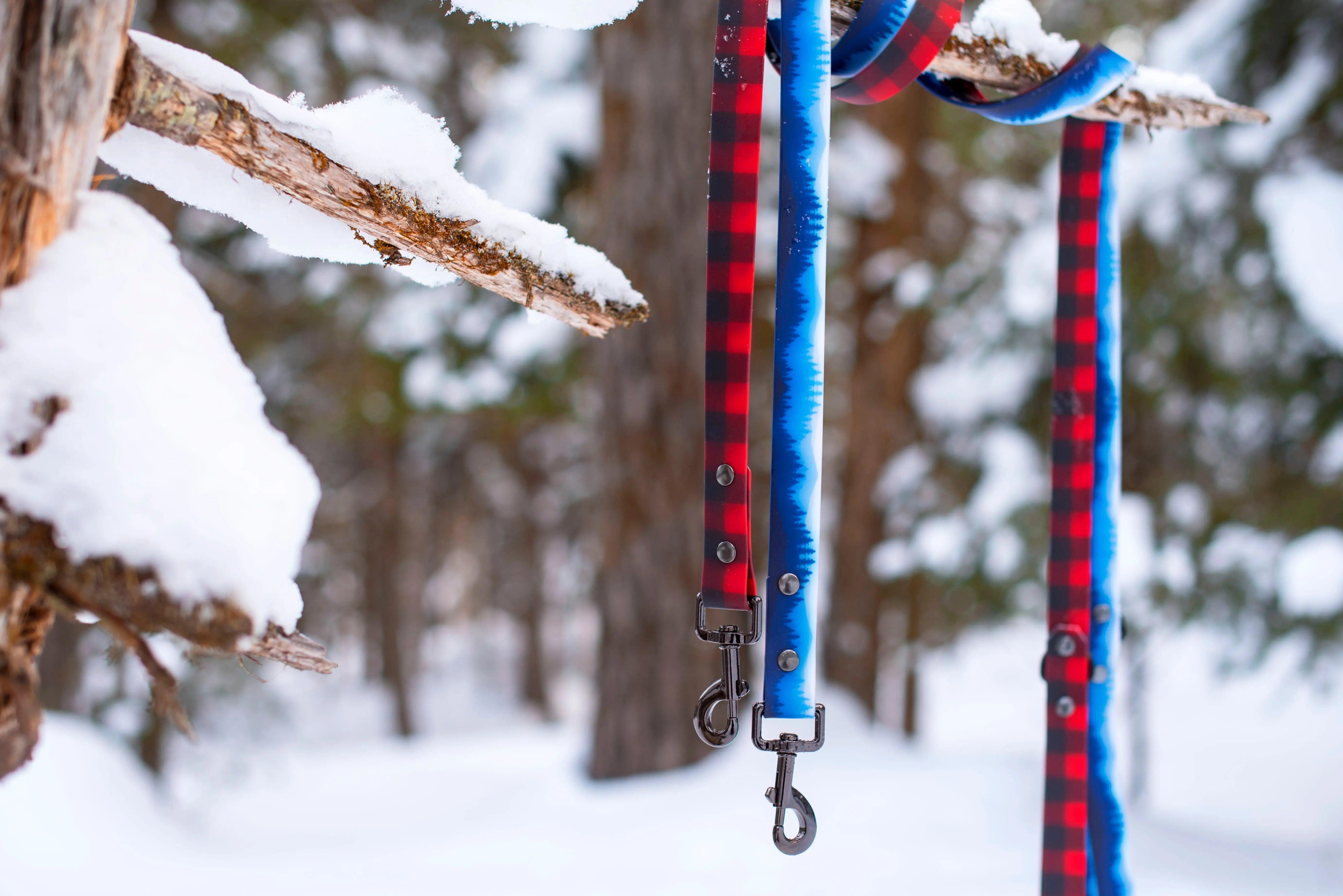 Photo de laisse imperméable en PVC pour chien de la collection Boréal et Bucheron, sur une branche d'arbre